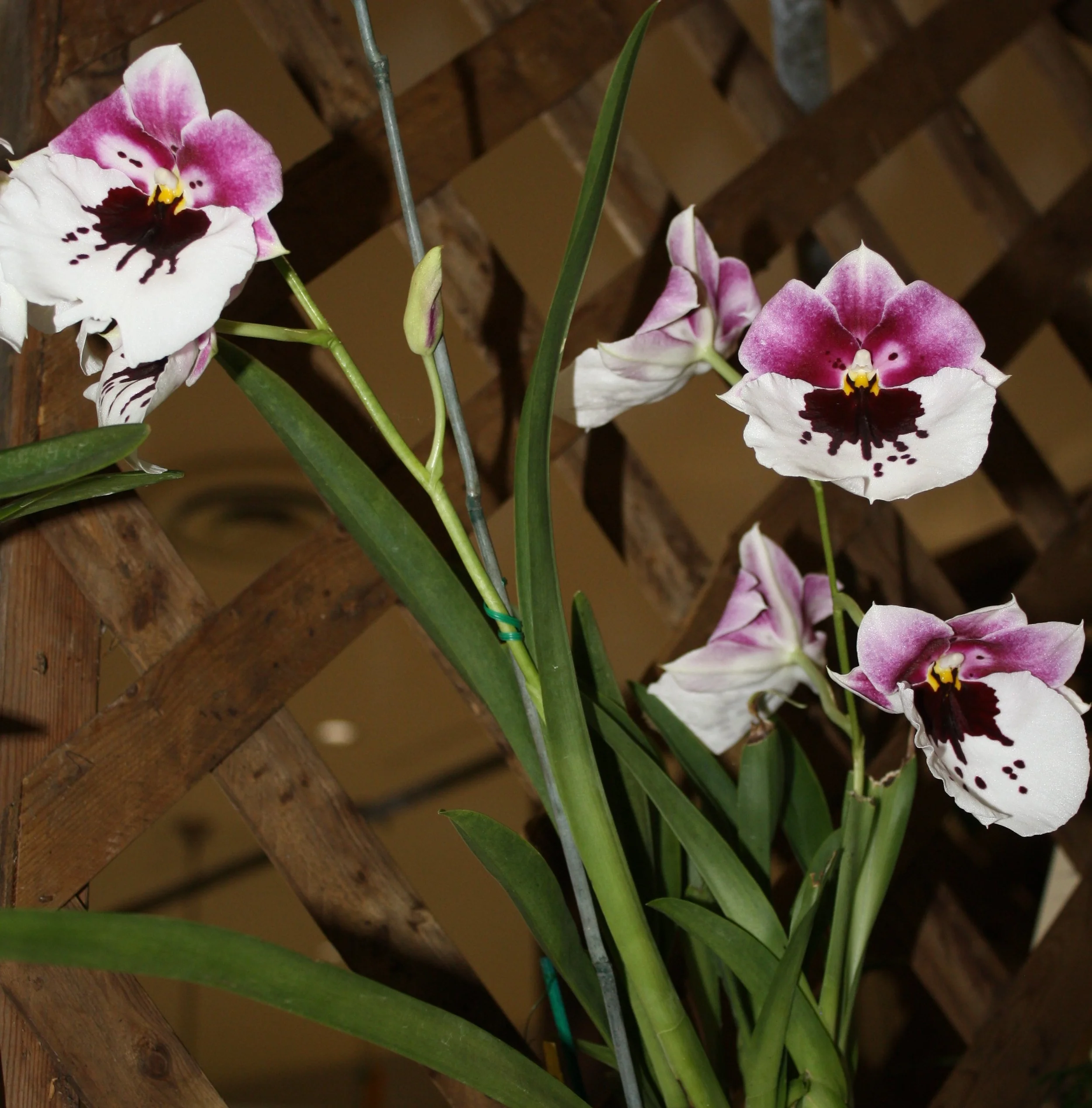 Miltonia " Lila Fearneyhough"
Third Place - David Fost