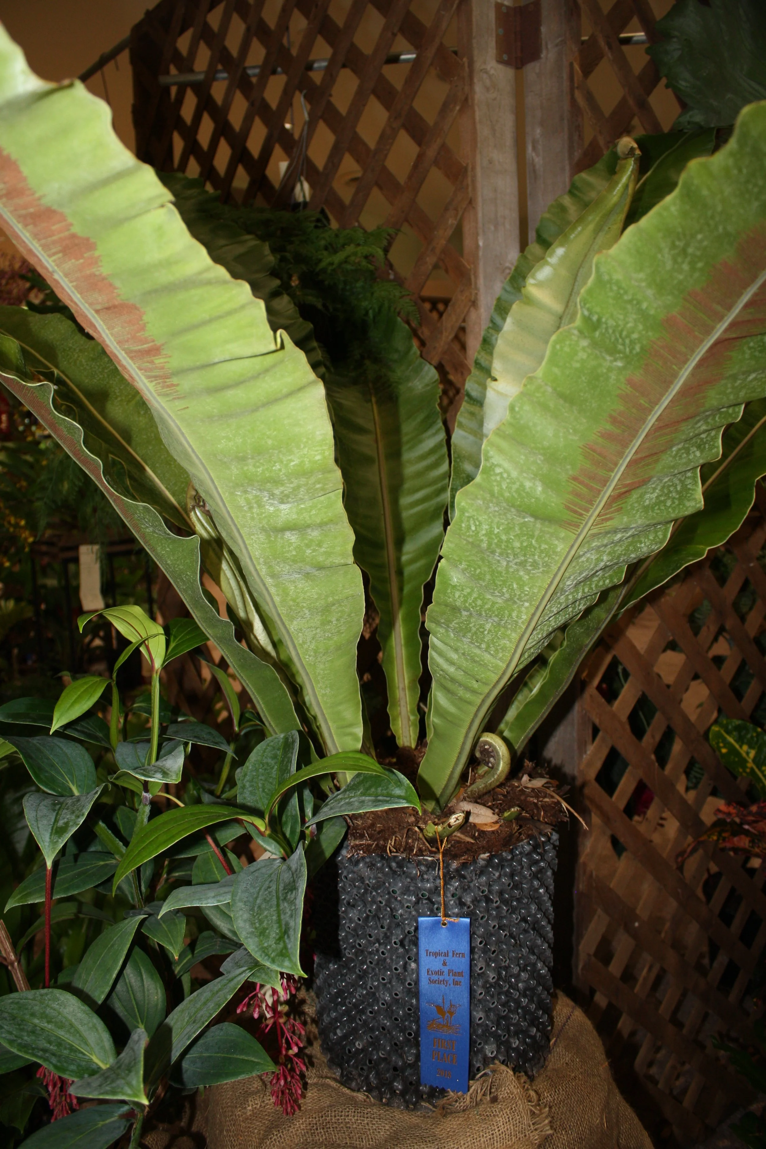 Asplenium "Musifolioum"
First Place - Reggie Whitehead