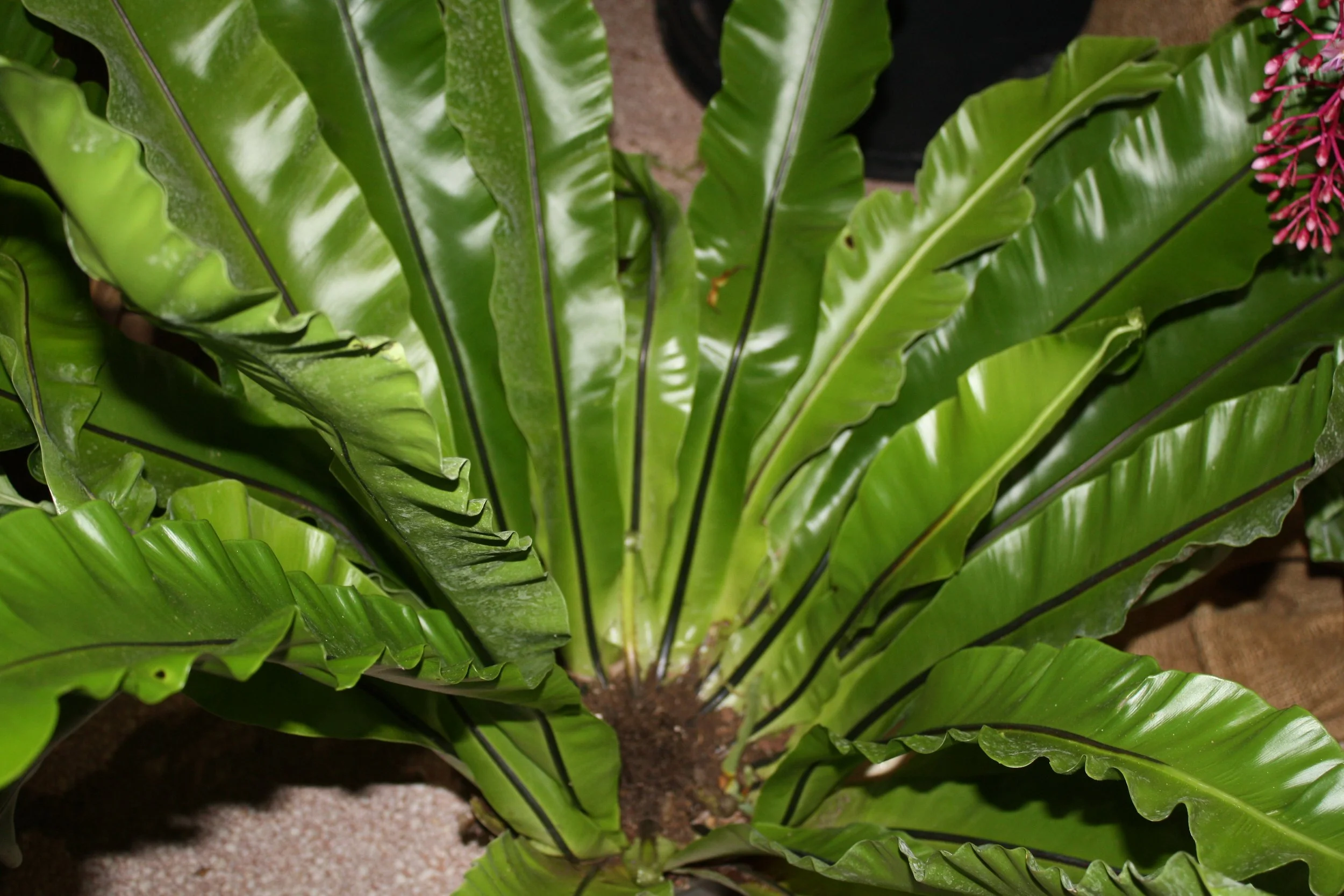 Asplenium "Nidus"
Second Place - Reggie Whitehead