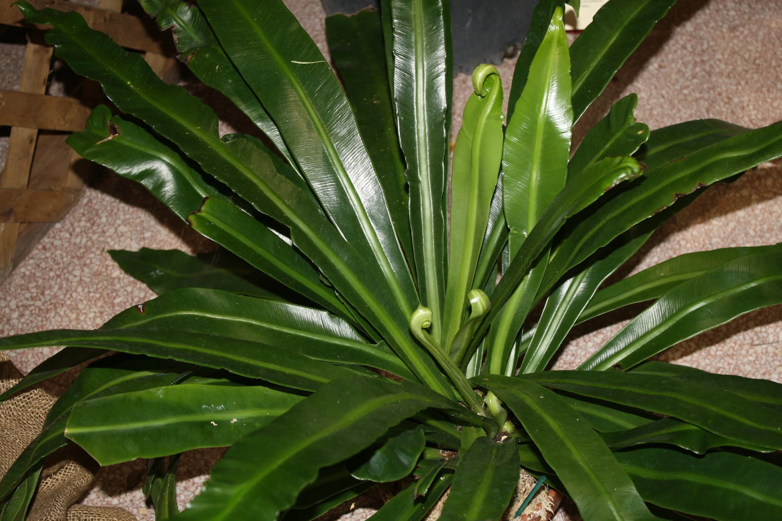 Asplenium "Phyllitidis"
Second Place - Reggie Whitehead