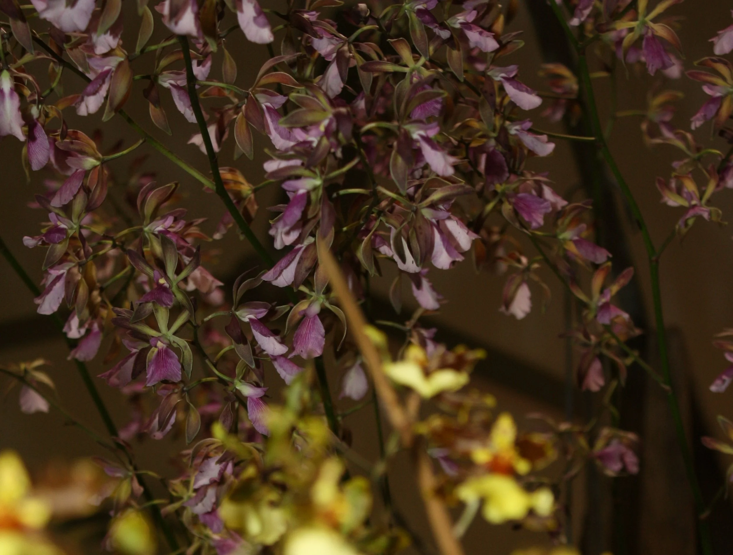 Encycia "Paula Gross
First Place - David Foster