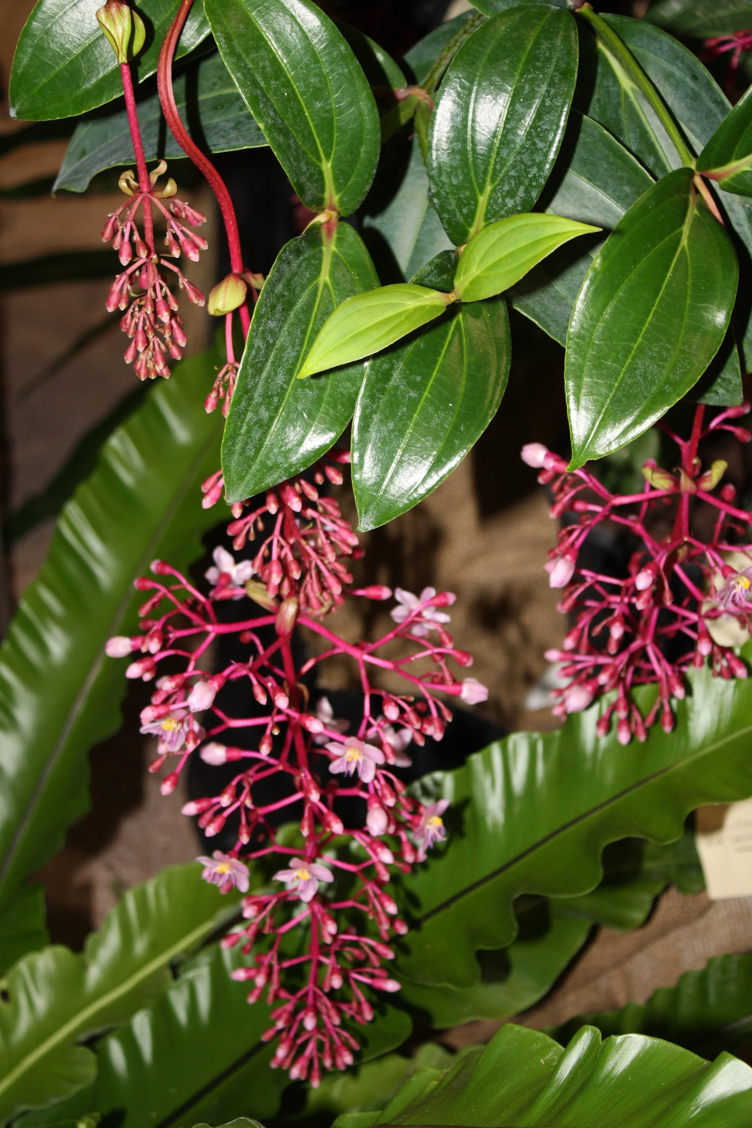 Medinilla "Florinella Bella"
First Place - Ree Gardens
