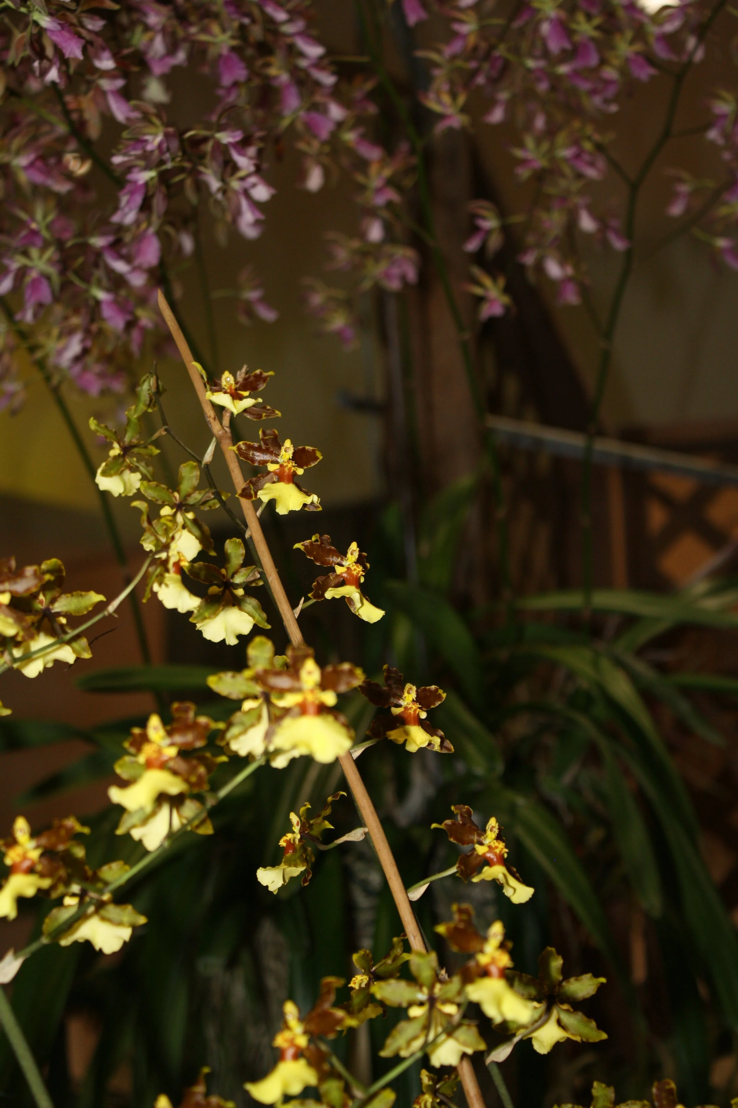 [bottom] Wilsonara Tropic Breeze "Everglades"
Second Place - Sandy Schultz & Georgia Tasker
[top] Encyclia "Paula Gross"
First Place - David Foster