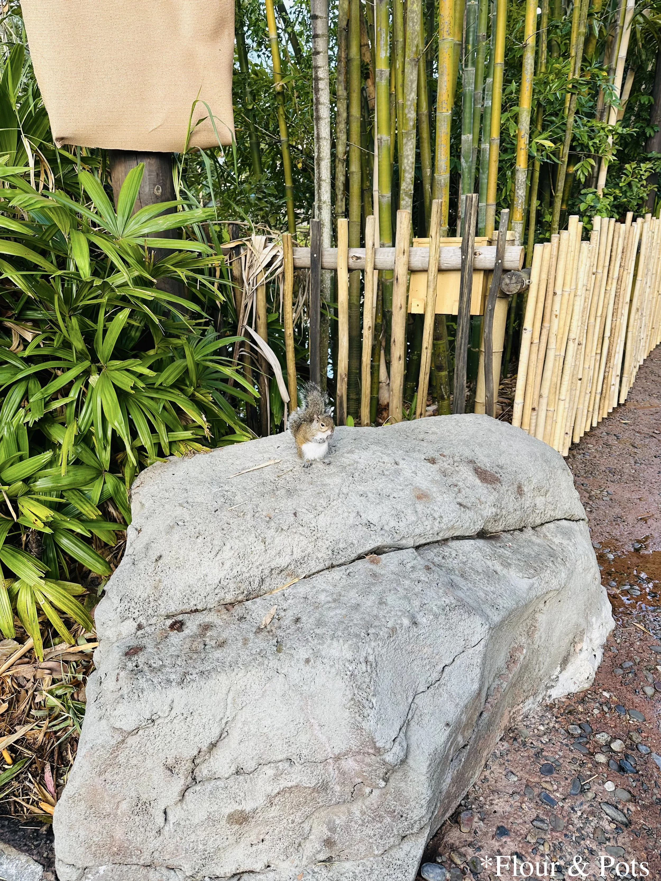 A determined squirrel standing upright on large rock at Disney's Animal Kingdom in Orlando, Florida, boldly eyeing park guests in hopes of getting some food.