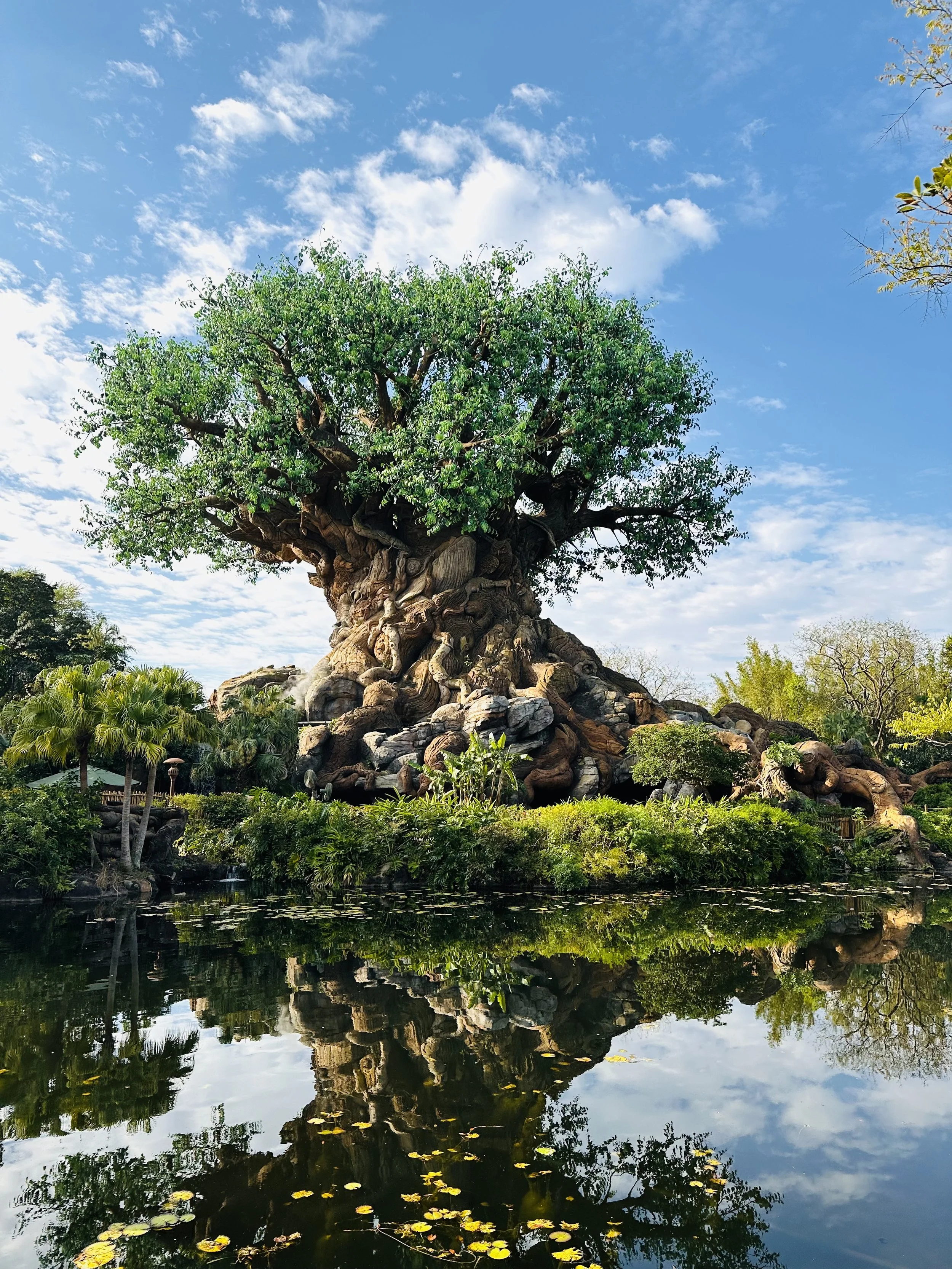 First Time At Disney World’s - Animal Kingdom In Orlando, Florida