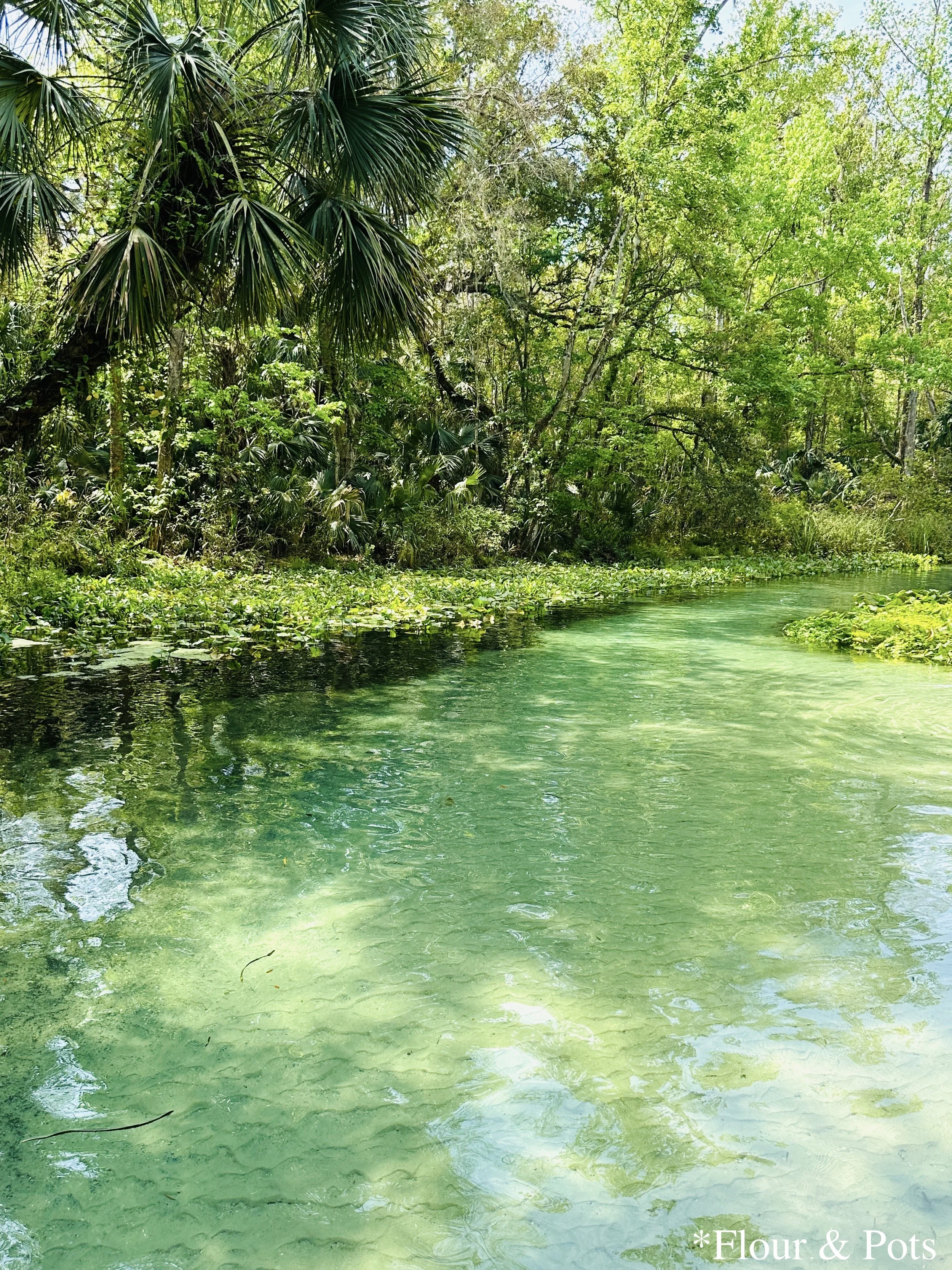 Kelly Park’s crystal-clear spring river flowing through lush green palm trees, ferns, and tropical plants in Apopka, Florida.
