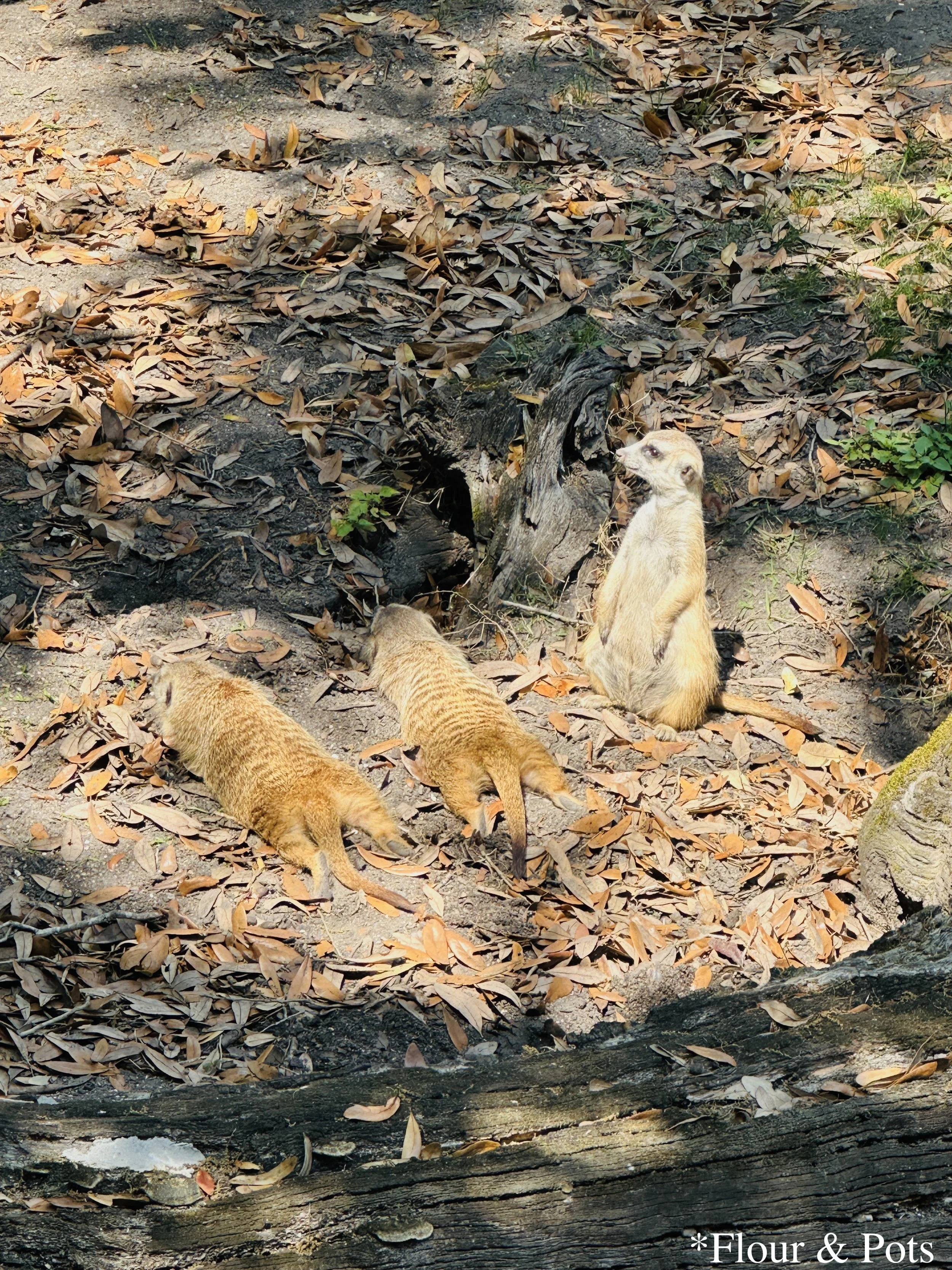 A group of meerkats basking in the sunshine at the back of Disney's Animal Kingdom in Orlando, Florida. The playful creatures are lounging on a warm rock, surrounded by natural landscaping.