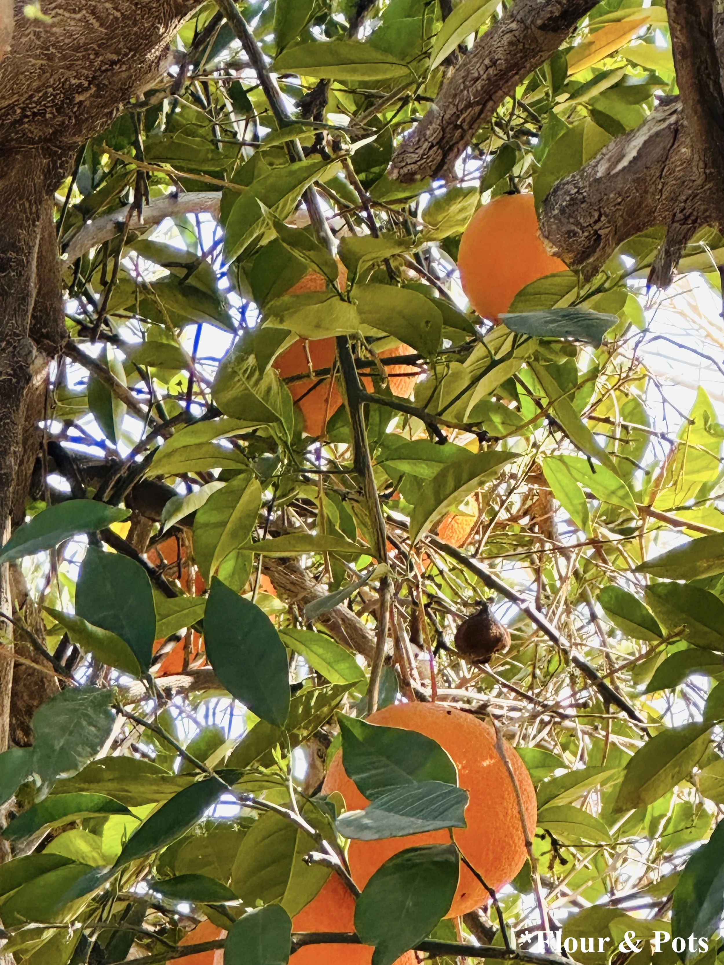 Pick Fresh Citrus - Orange Tree @ The Orange Grove - Mesa, Arizona