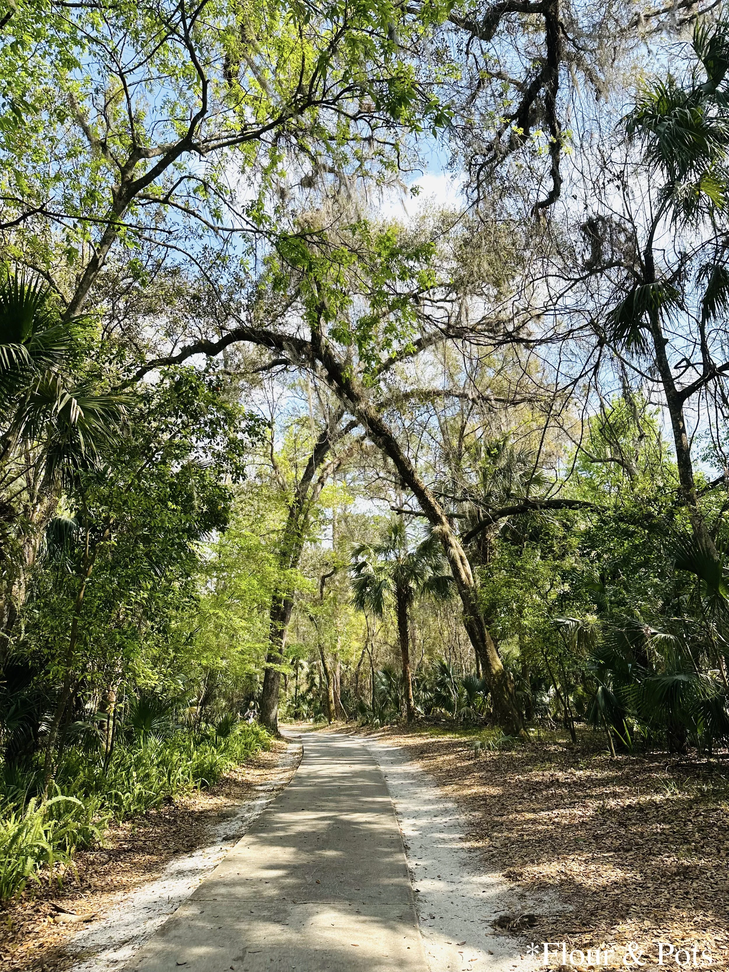 Shaded walking path winding through lush forest foliage at Kelly Park Springs in Apopka, Florida.