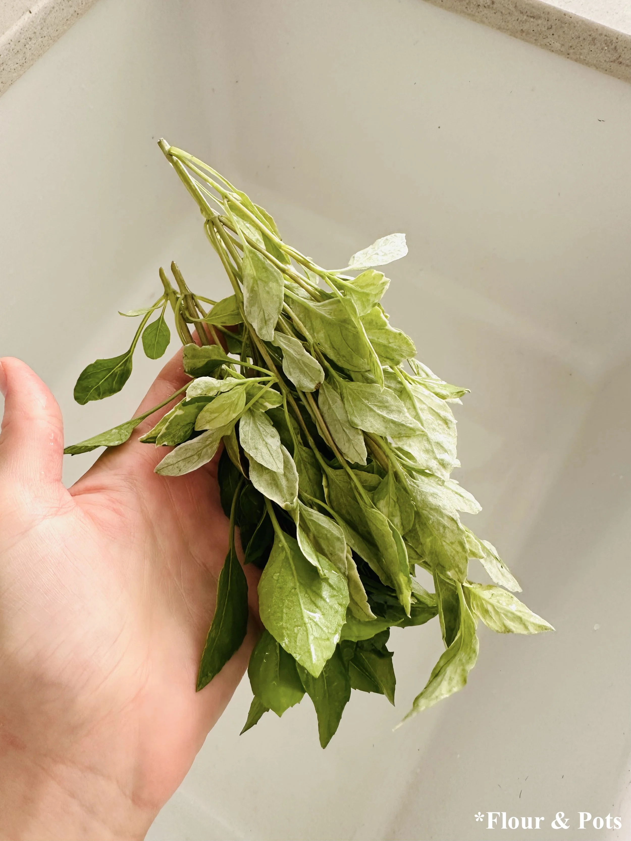 Fresh Garden Basil
