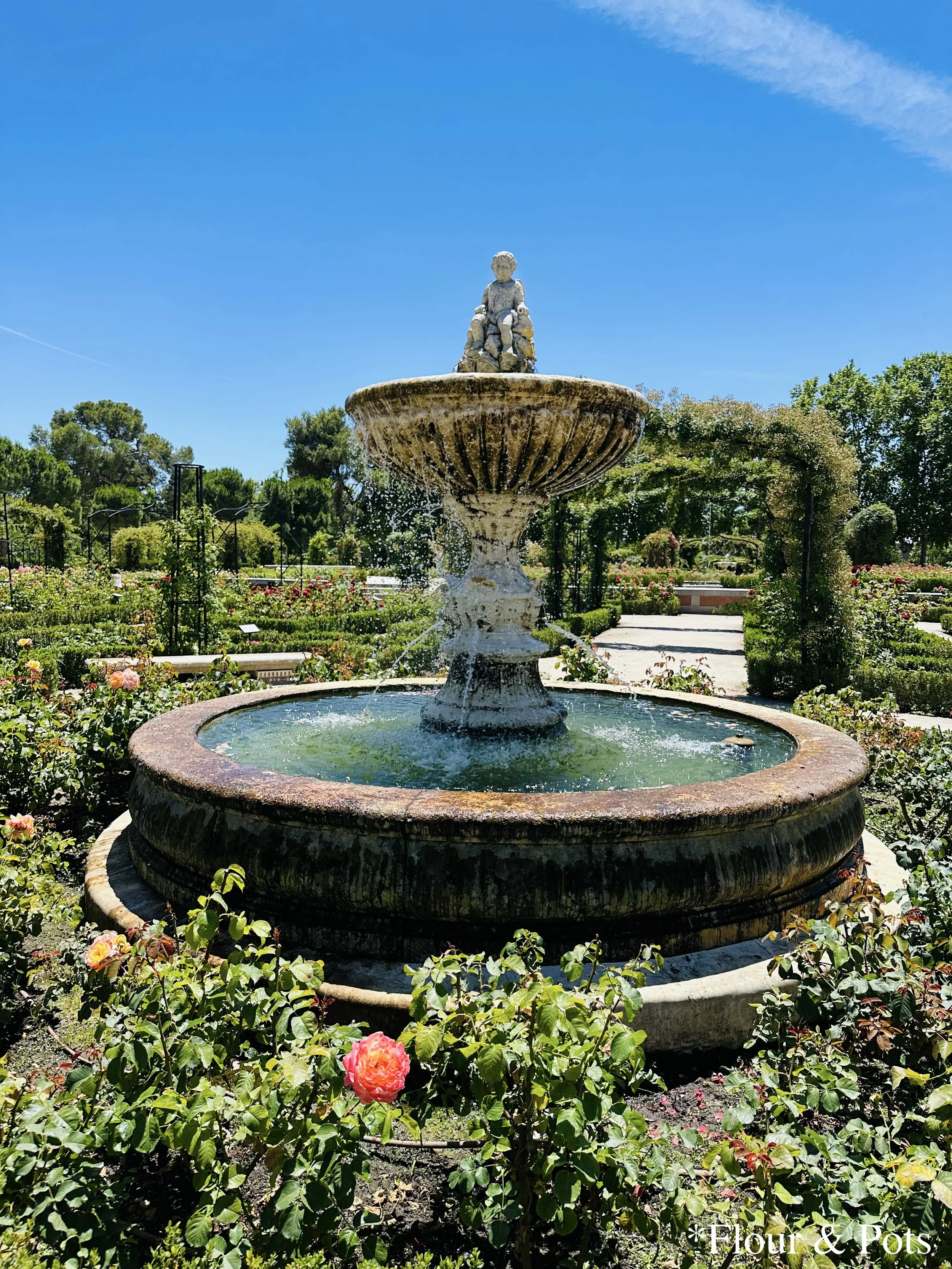 A beautiful rose garden water fountain in Retiro Park, Madrid, with vibrant roses and a clear blue sky on a sunny June day.