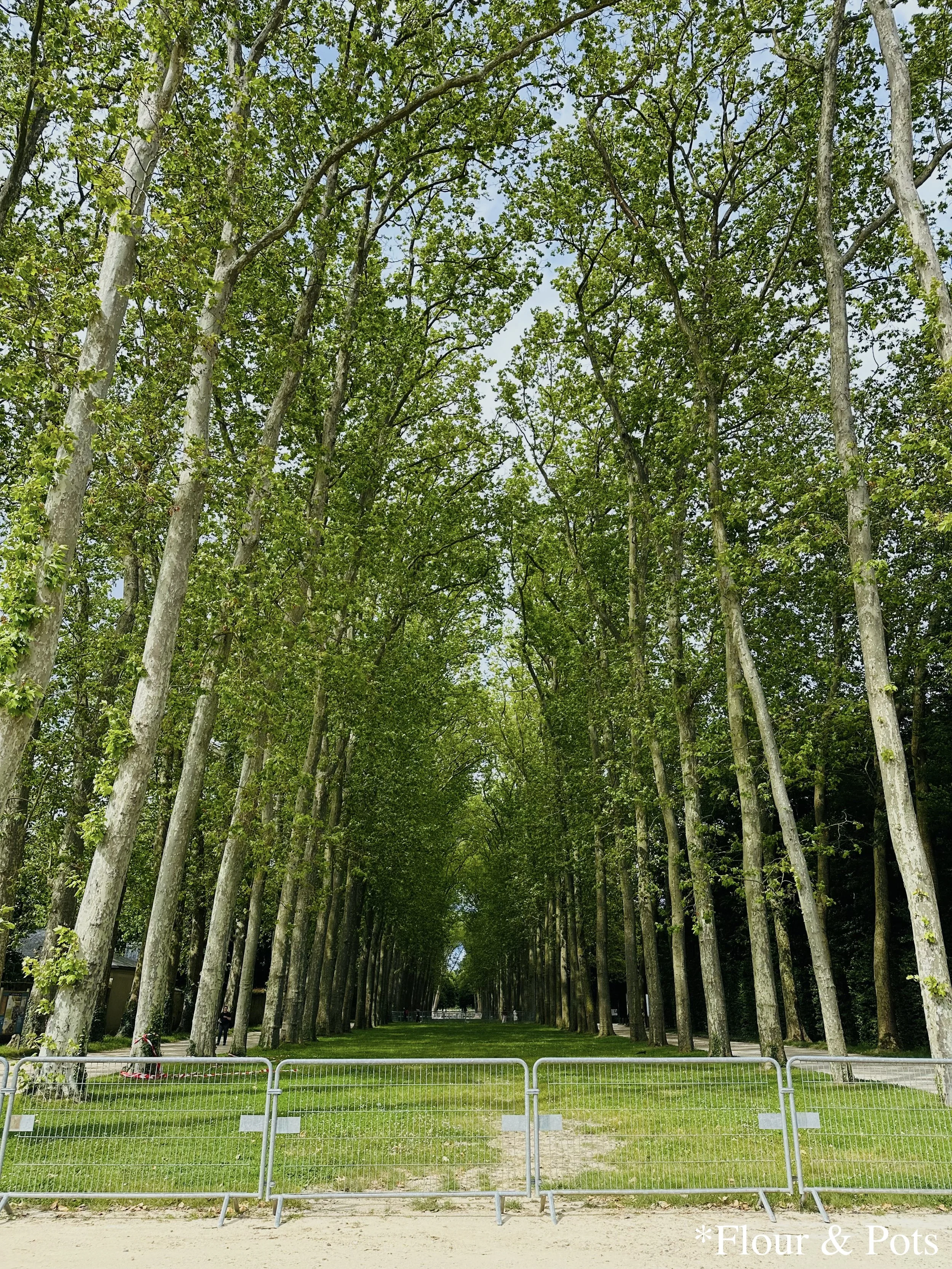 Rows of neatly lined trees in the expansive gardens of the Palace of Versailles.