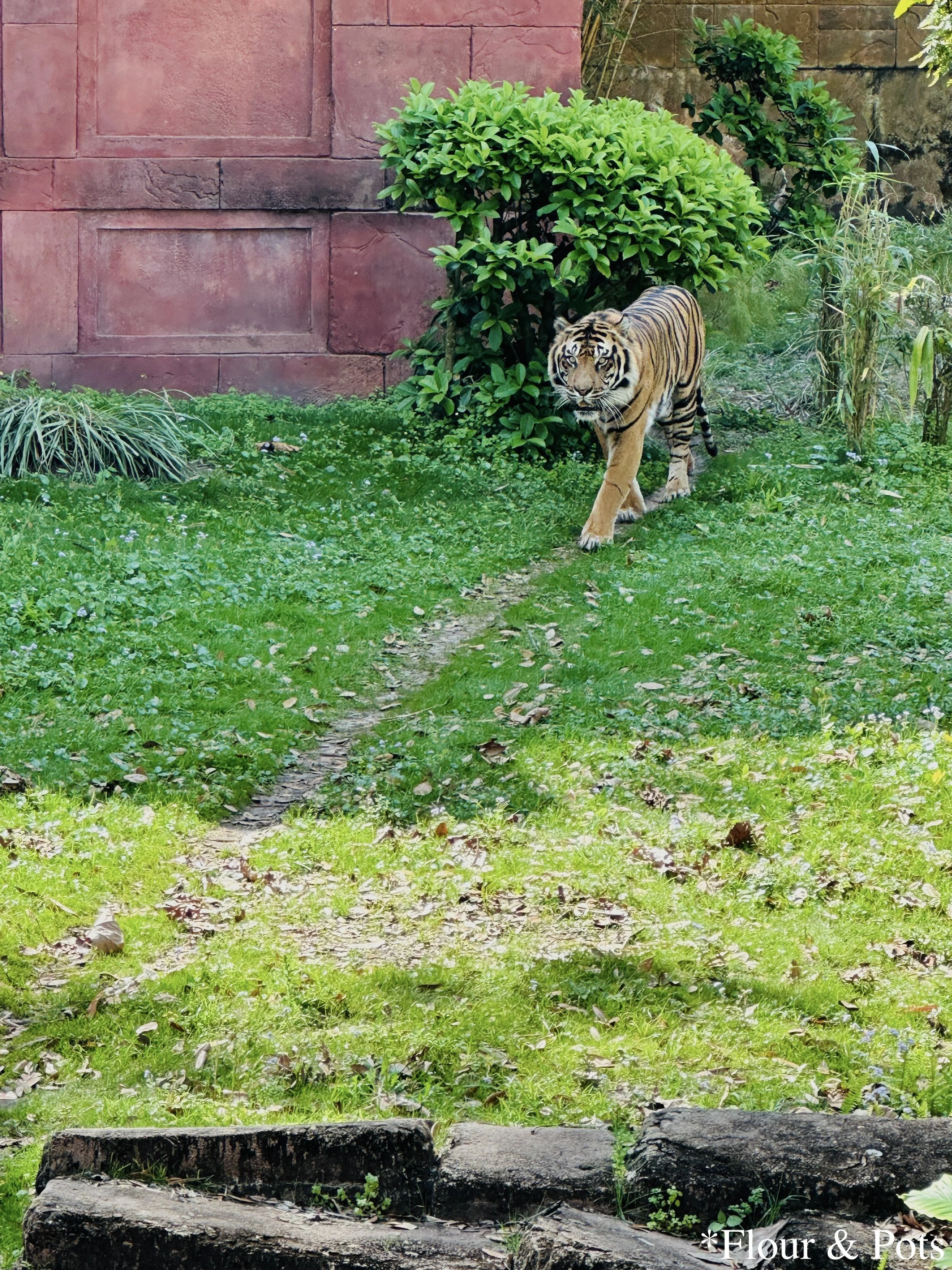 A large Siberian tiger resting in its habitat along the Maharajah Jungle Trek at Disney's Animal Kingdom in Orlando, Florida. The tiger is surrounded by lush greenery and ancient temple ruins, creating a striking, immersive scene.