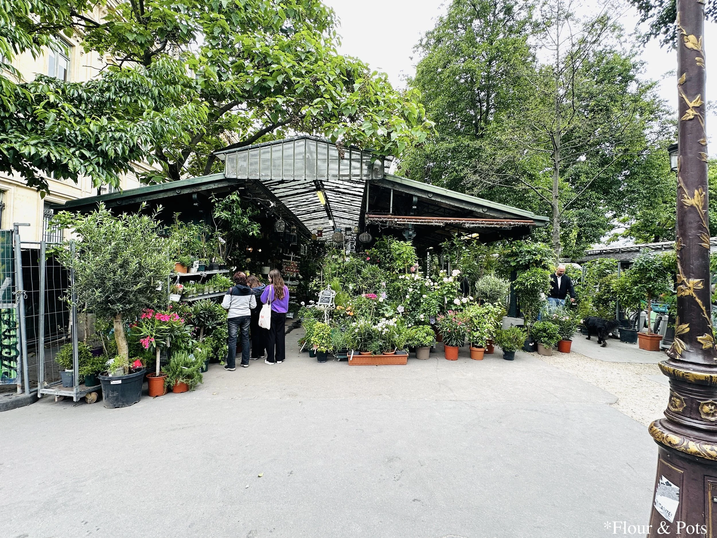 A garden market in Paris, France, filled with a variety of green plants.