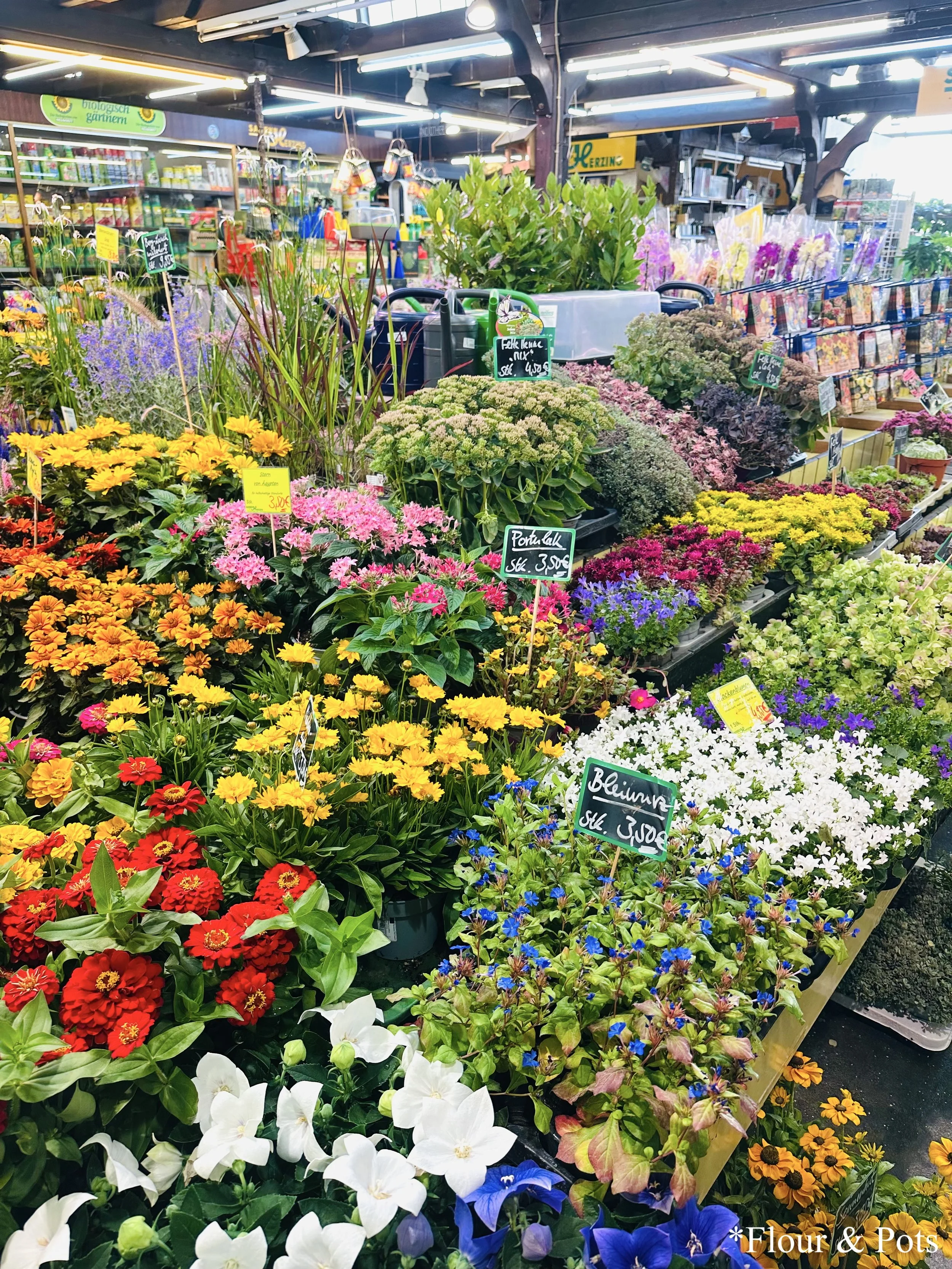 Colorful fresh flowers on display at the Kleinmarkthalle indoor market in Frankfurt, Germany.