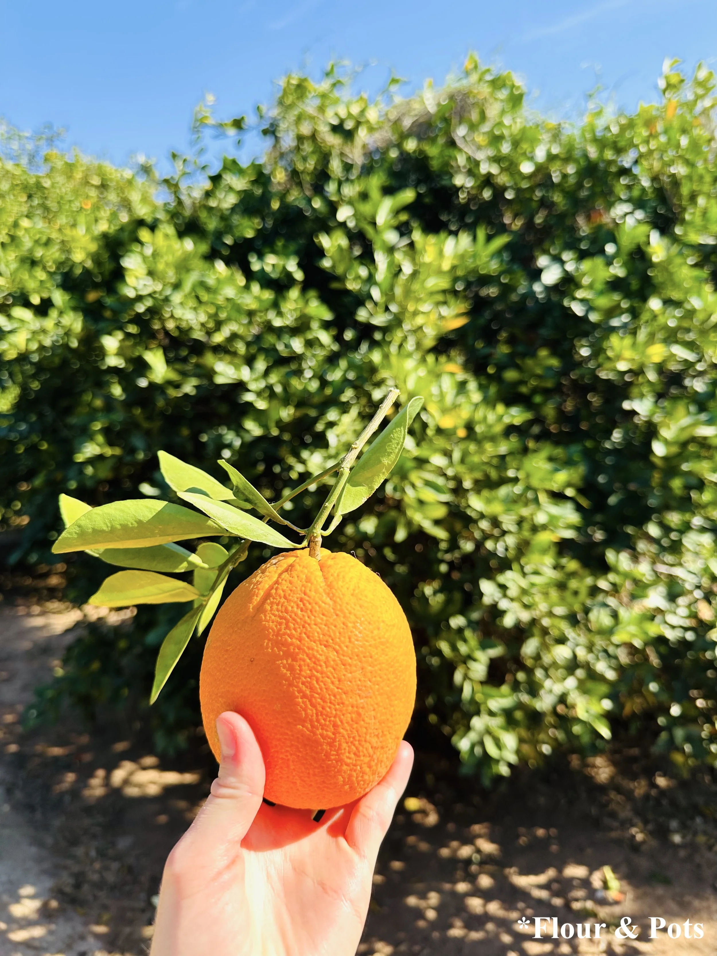 Pick Fresh Citrus - Fresh Orange Showcased  @ The Orange Grove - Mesa, Arizona