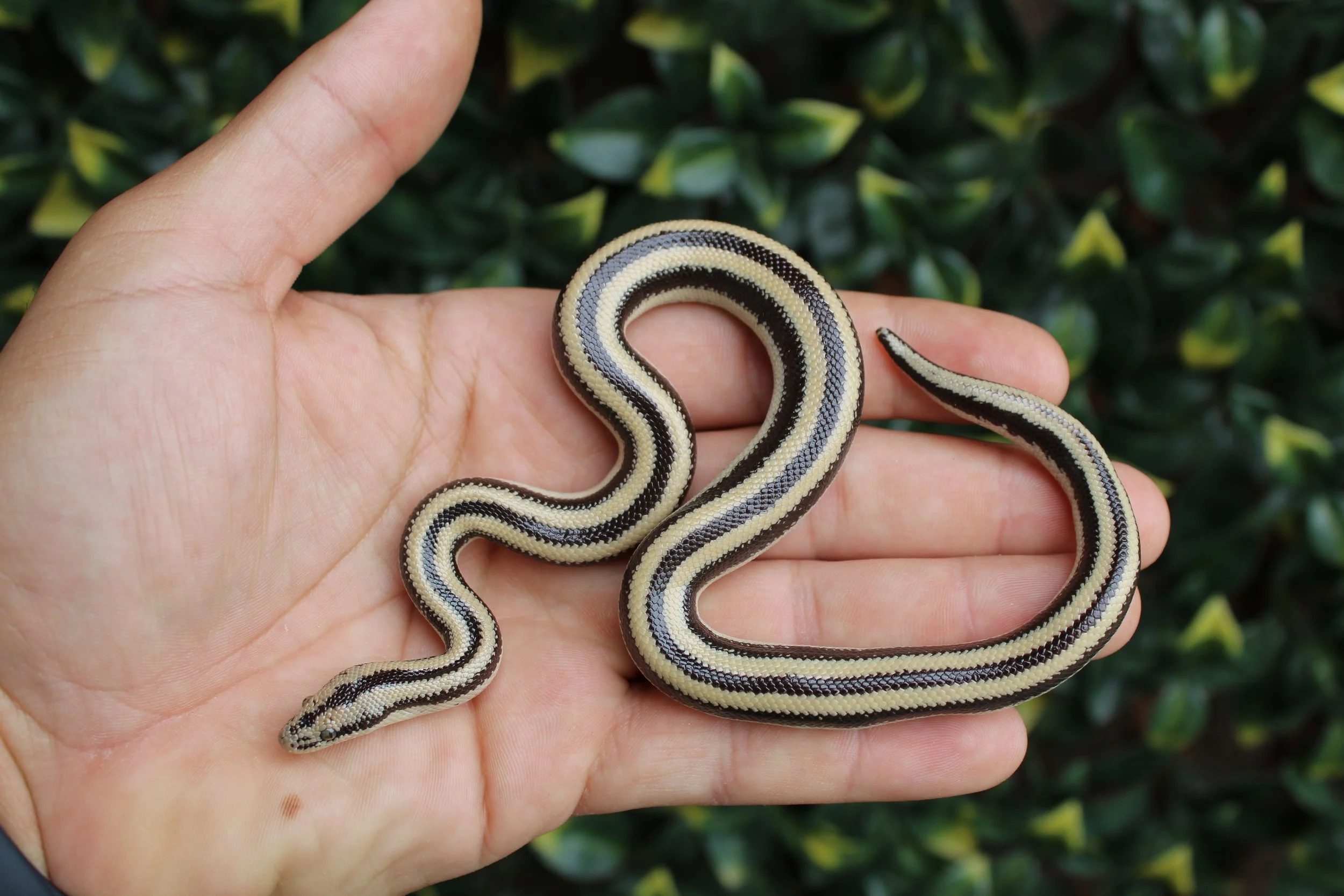 Organ Pipe Rosy Boa — The Breeding Lab