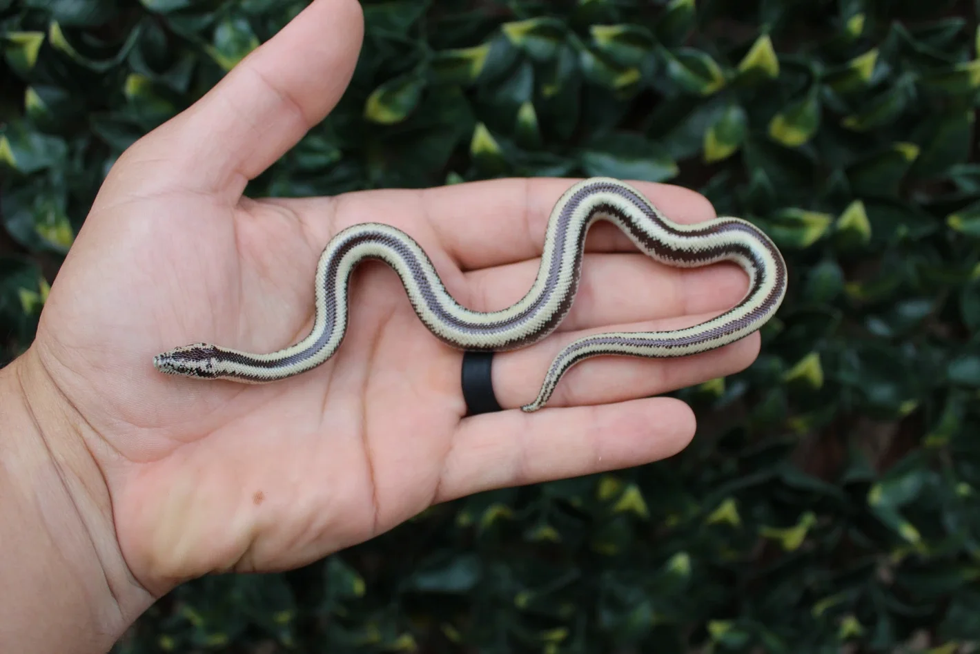 Harcuvar Rosy Boa