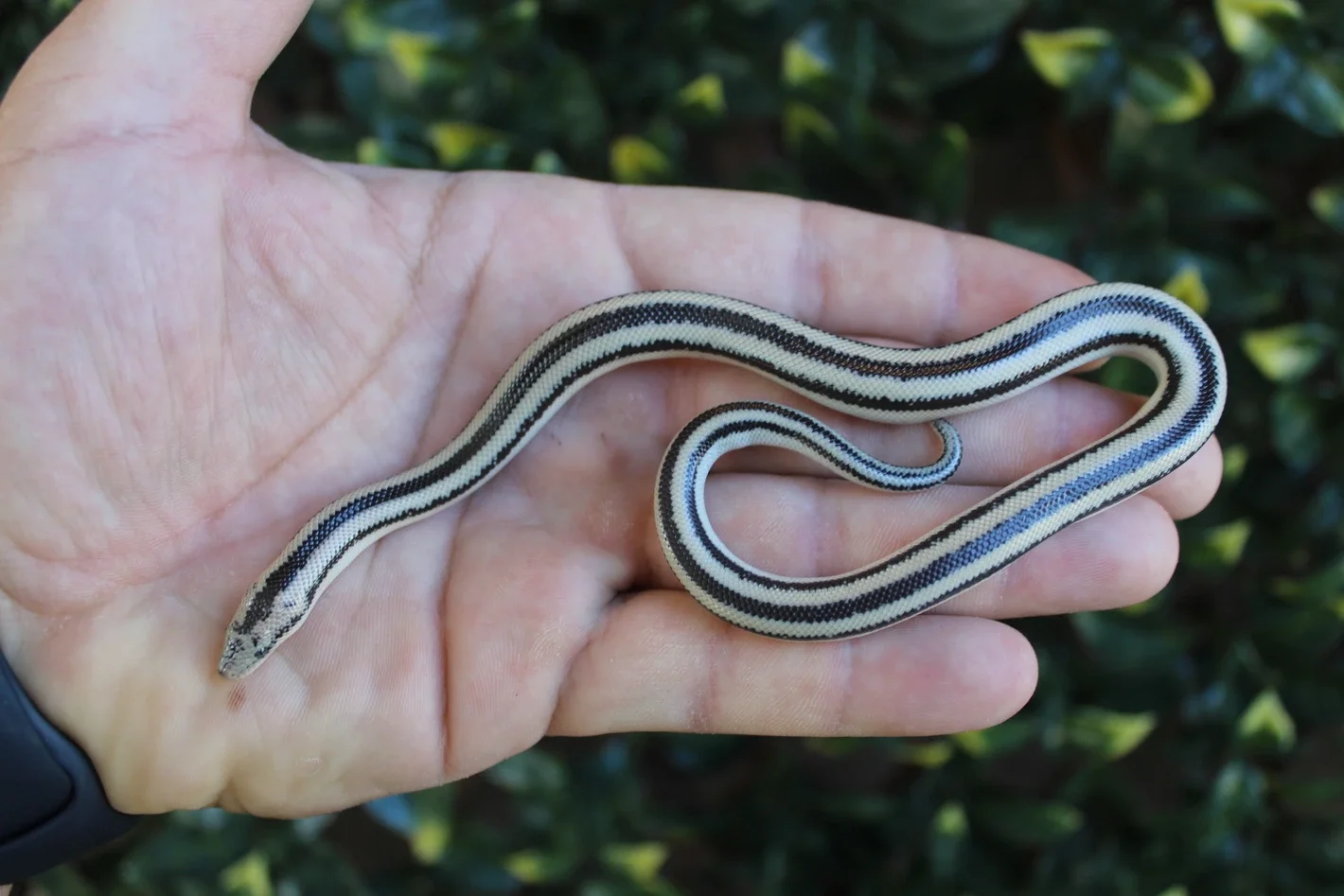 Magdalena Bay Rosy Boa