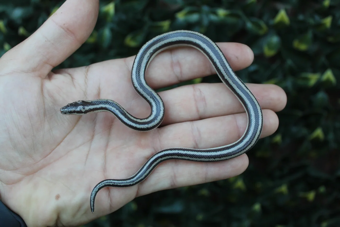 Black Bay of LA Rosy Boa