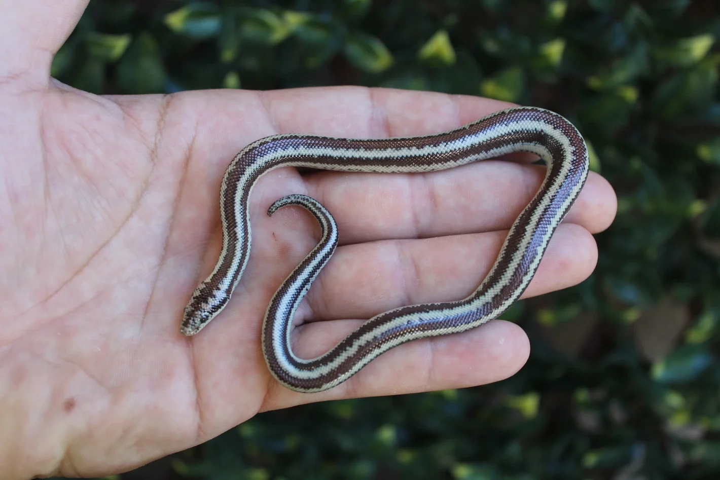 Dome Rock Rosy Boa