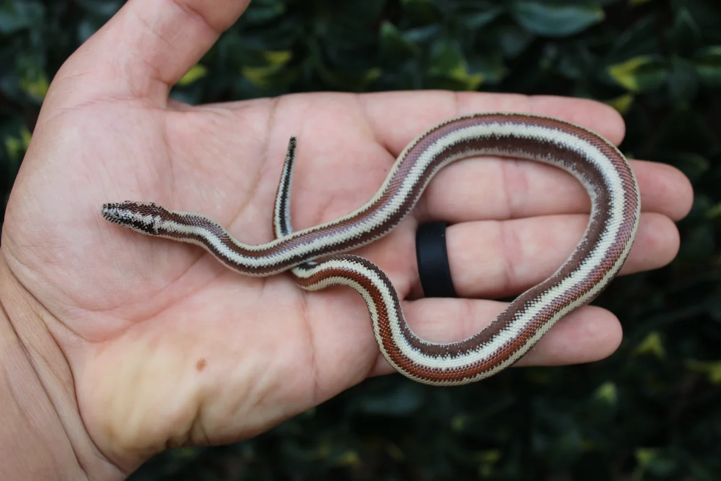 Nothing Arizona Rosy Boa