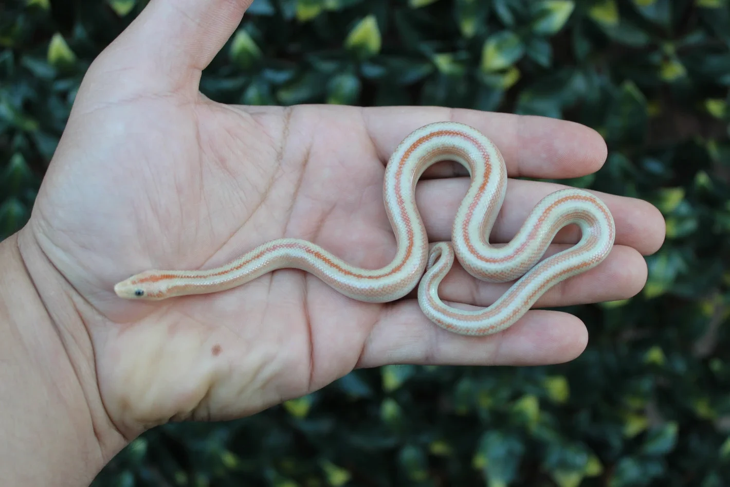 Hypo San Matías Rosy Boa