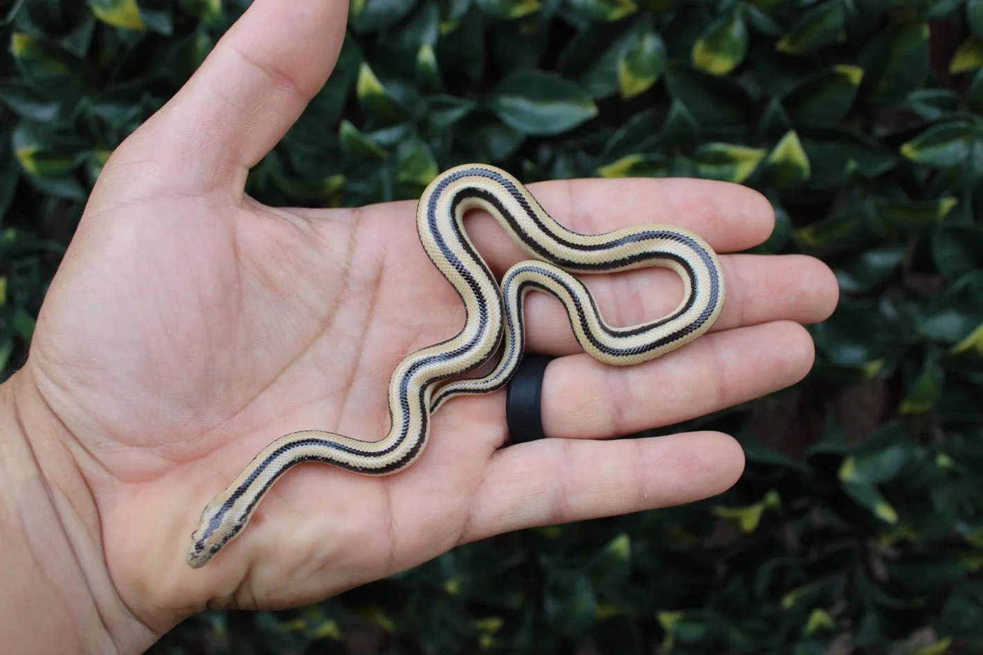 Cabo San Lucas Rosy Boa