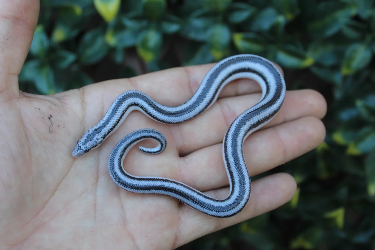 Anery Magdalena Bay Rosy Boa