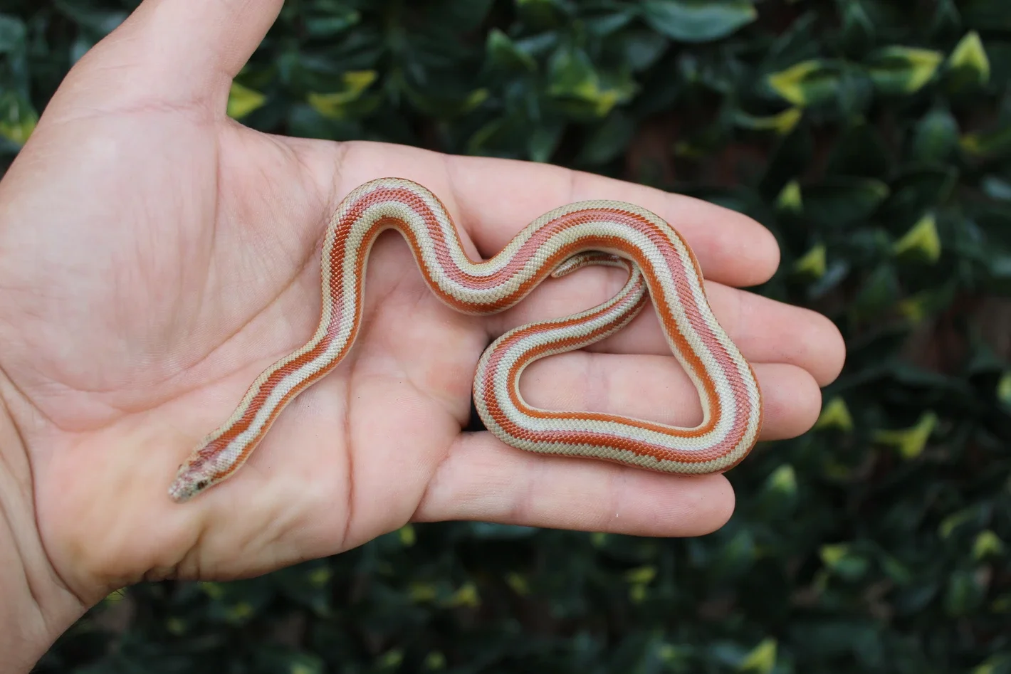 Red Bay of LA Rosy Boa