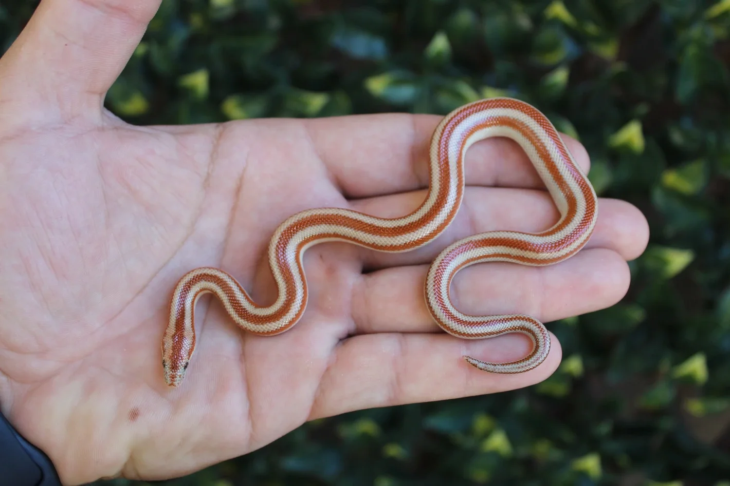 San Felipe Rosy Boa