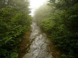 A narrow mountain stream flowing through dense green forest with foggy background