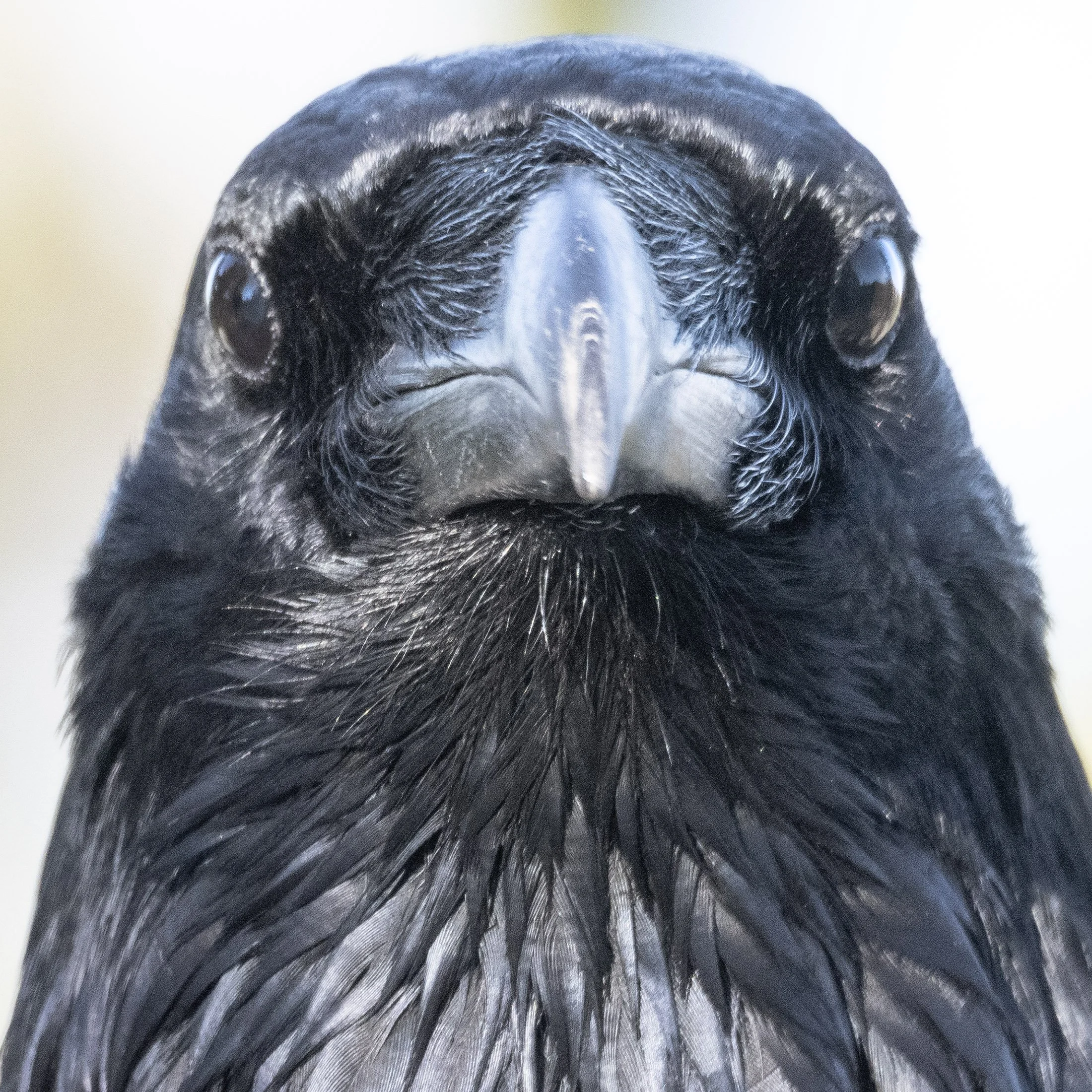Raven-listening-nov-7.jpg