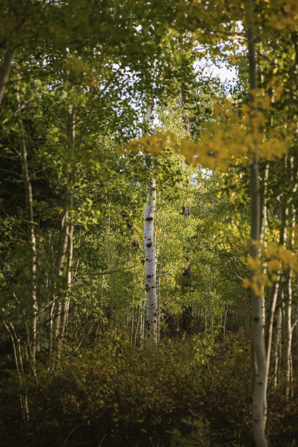 Screenshot 2025-11-08 at 11.25.01 PM.png