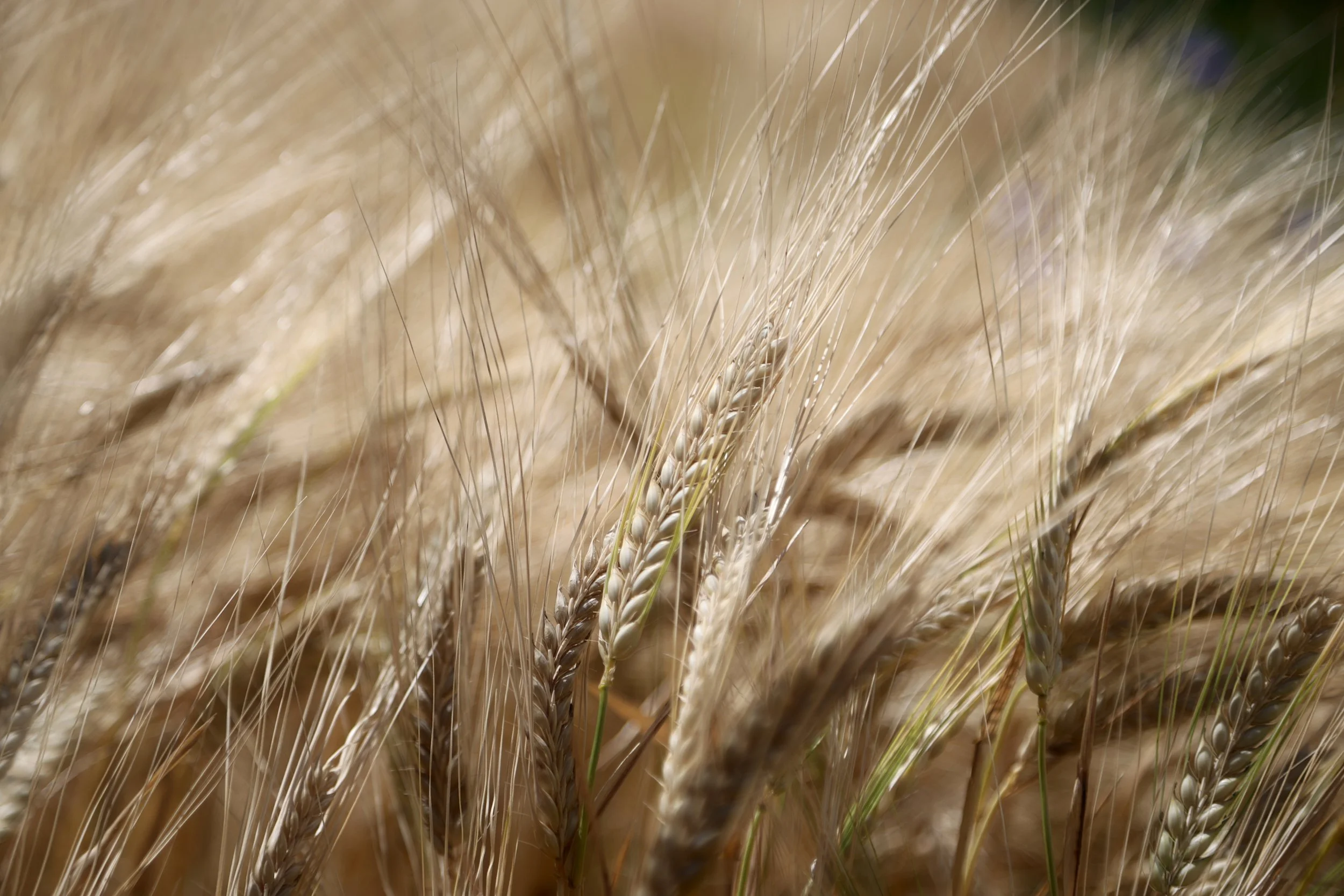 ER0A1857 - Kopie.JPG