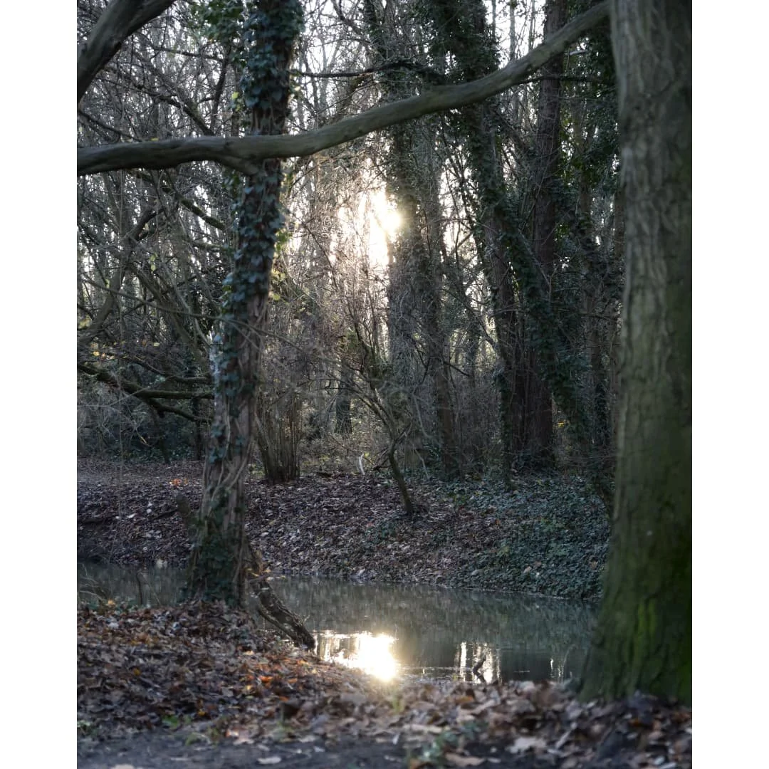 Cold clear days
#winter #wintervibes #winterphotography #wintermood #forest #wald #naturephotography #beautyofnature #ig_leipzig #photography