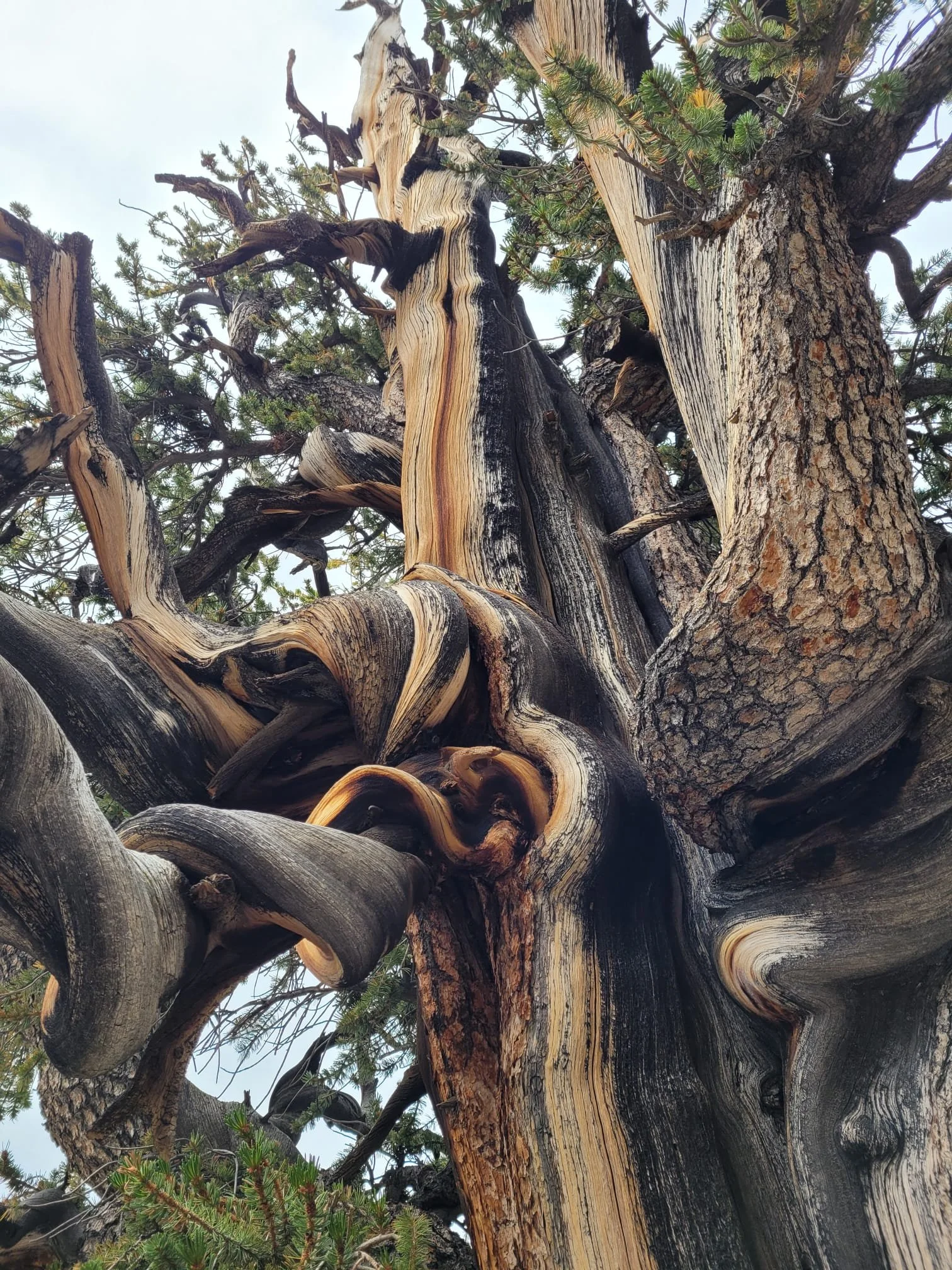 Wisdom from the Ancient Bristlecones