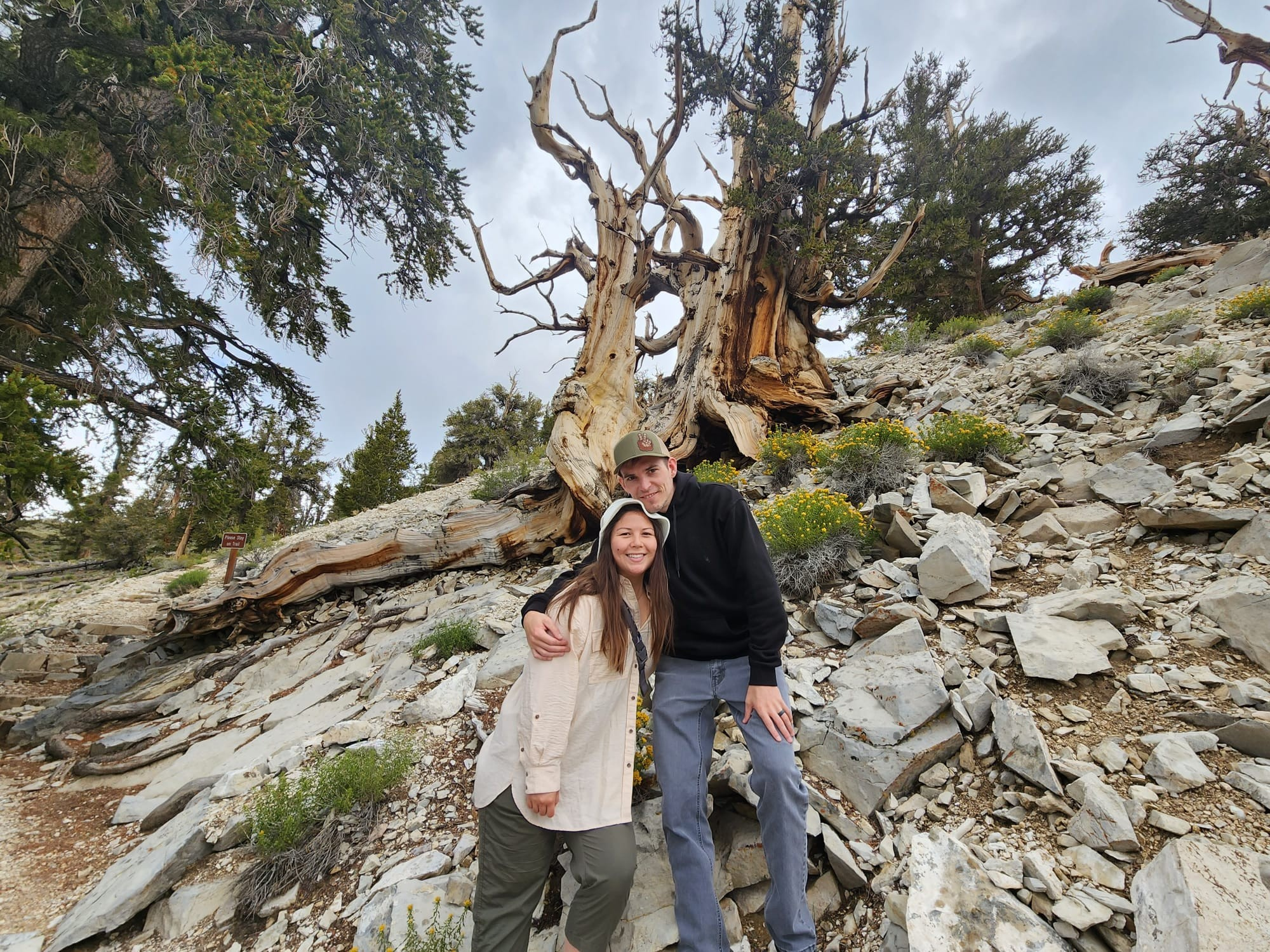 Courtney and Tim smile in front of an ancient bristlecone tree
