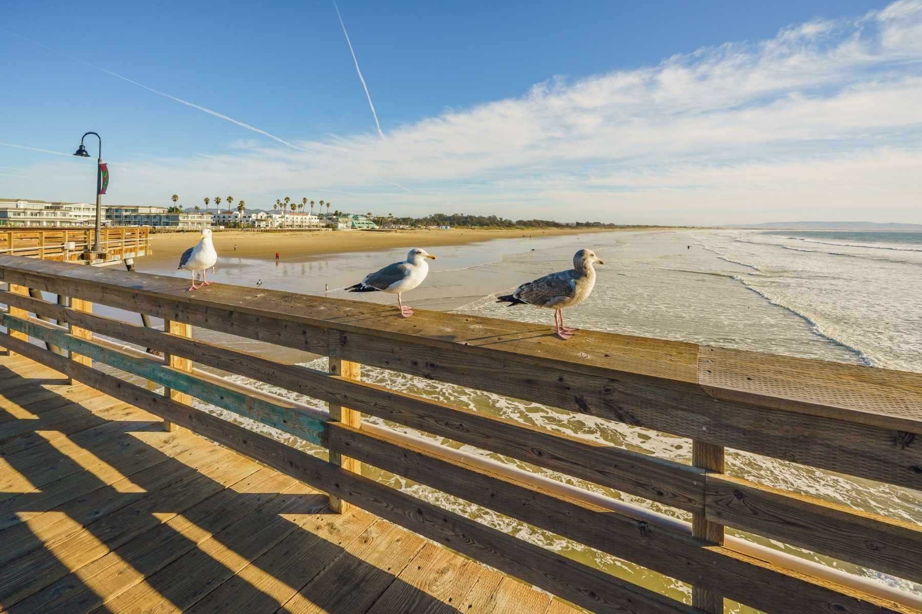 Three seagulls perch on a wooden pier railing overlooking the scenic Pismo Beach coastline, ocean waves, and nearby beachfront rentals and bunkhouse.