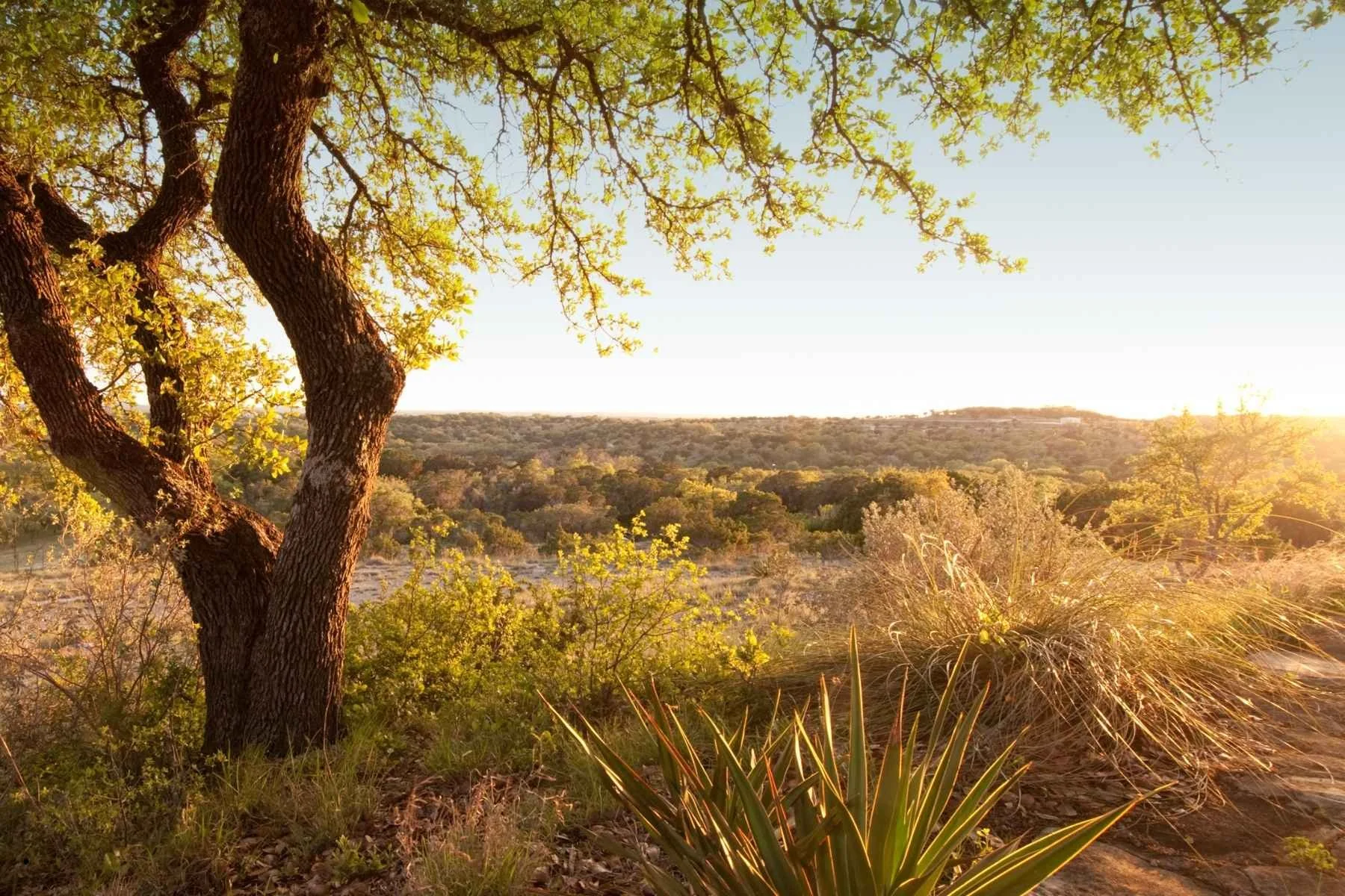Golden hour sunset over the Texas Hill Country landscape near Bandera, Texas, with a live oak tree, yucca plants, and rolling cedar hills — ideal terrain for a travel trailer rental
