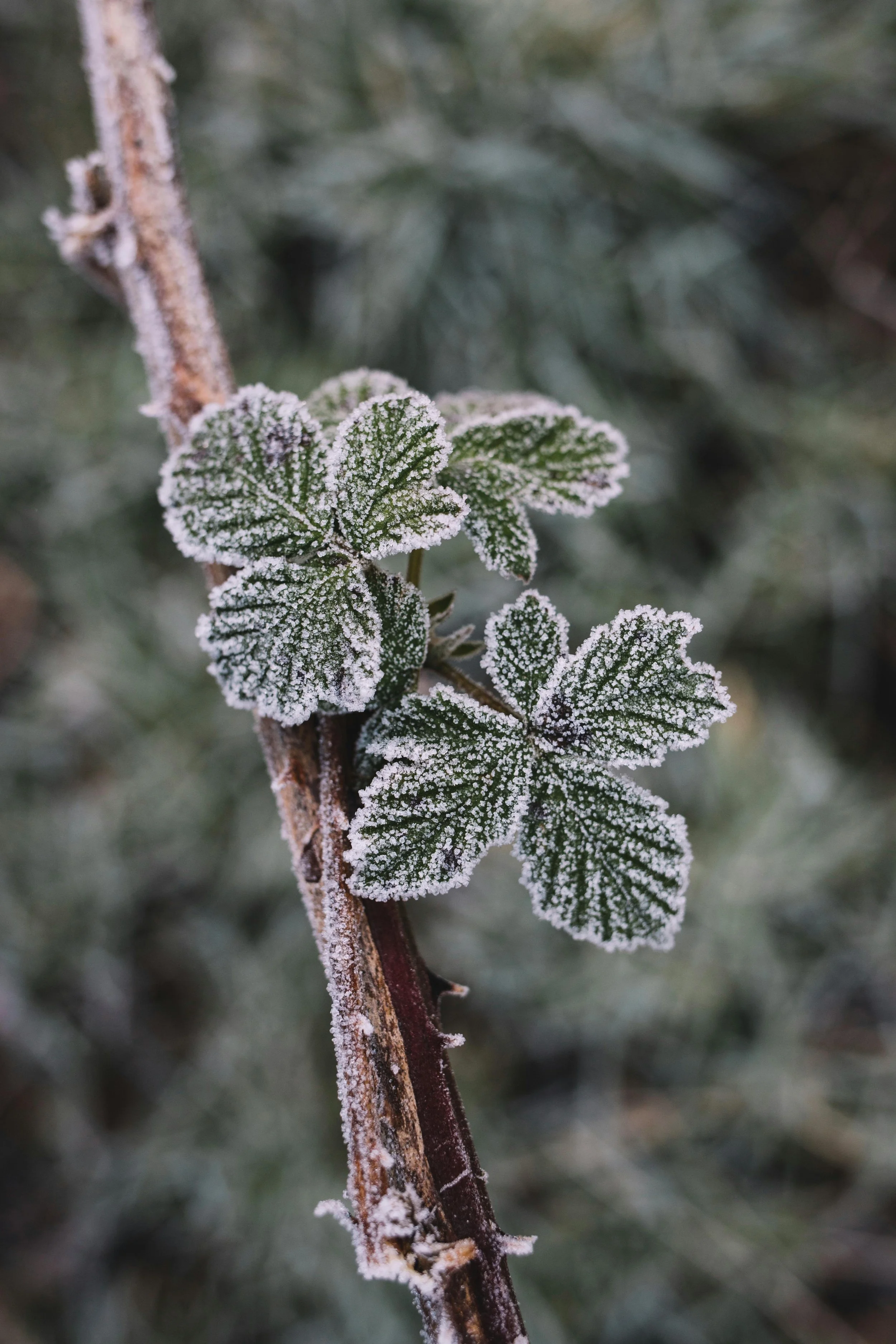 Frost-covered green leaves on a slender branch, symbolizing resilience and quiet survival in cold conditions.