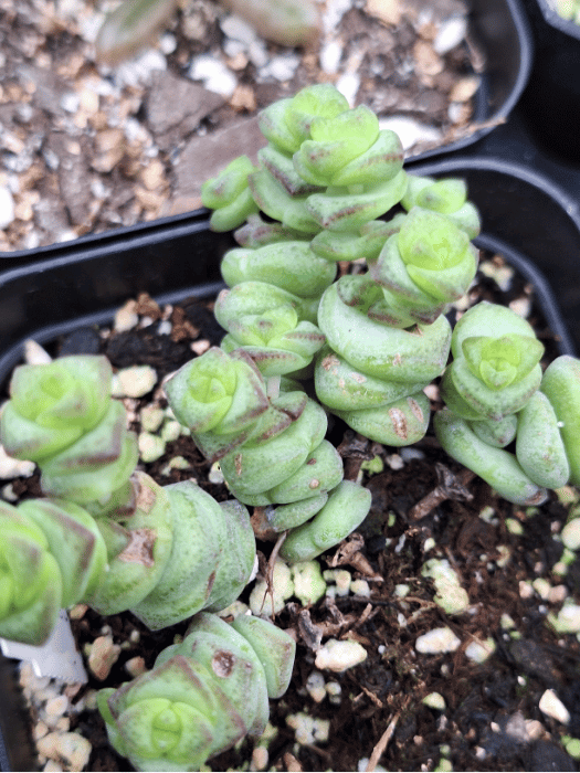 Baby's Necklace (Senecio rowleyanus)  Charming Trailing Succulent with  Unique Beads  Zen Johnny's Plant Shop | Unique Succulents, Cacti &  Decorative Pots for Your Home
