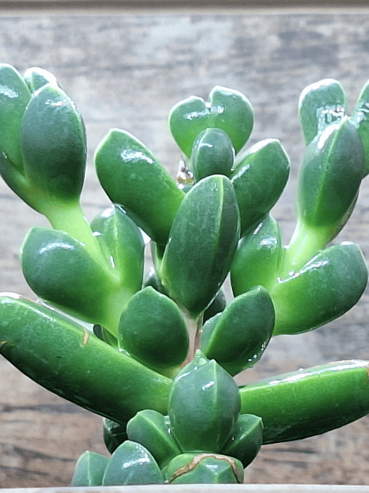 Corpuscularia lehmannii (Ice Plant) - 2.png
