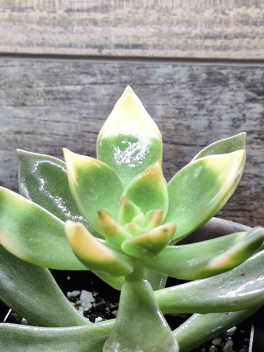 Ghost Plant (Graptopetalum paraguayense) - Unique Succulent for  Low-Maintenance Gardens  Zen Johnny's Plant Shop | Unique Succulents,  Cacti & Decorative Pots for Your Home