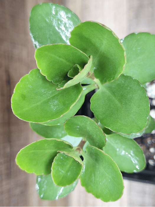 Kalanchoe blossfeldiana  Bright Blooming Succulent for Sale | Easy-Care  Flowering Plant  Zen Johnny's Plant Shop | Unique Succulents, Cacti &  Decorative Pots for Your Home