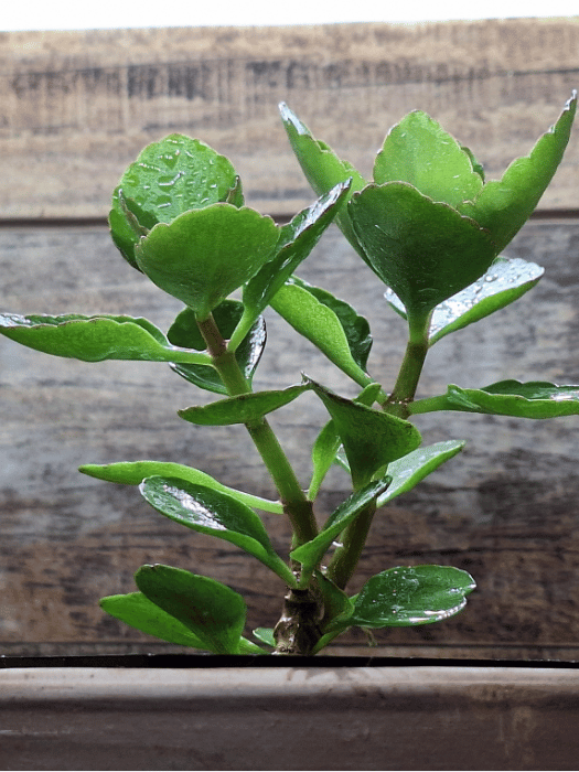 four o'clock plant seeds Four O'Clock Seed Mix, Mirabilis jalapa main image 0