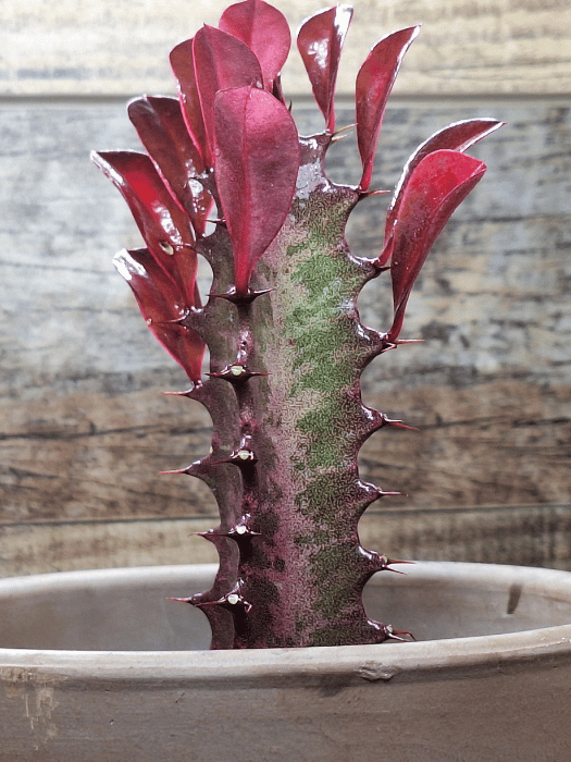 Buy African Milk Tree (Euphorbia trigona) - Unique Succulent for Home Decor   Zen Johnny's Plant Shop | Unique Succulents, Cacti & Decorative Pots for  Your Home