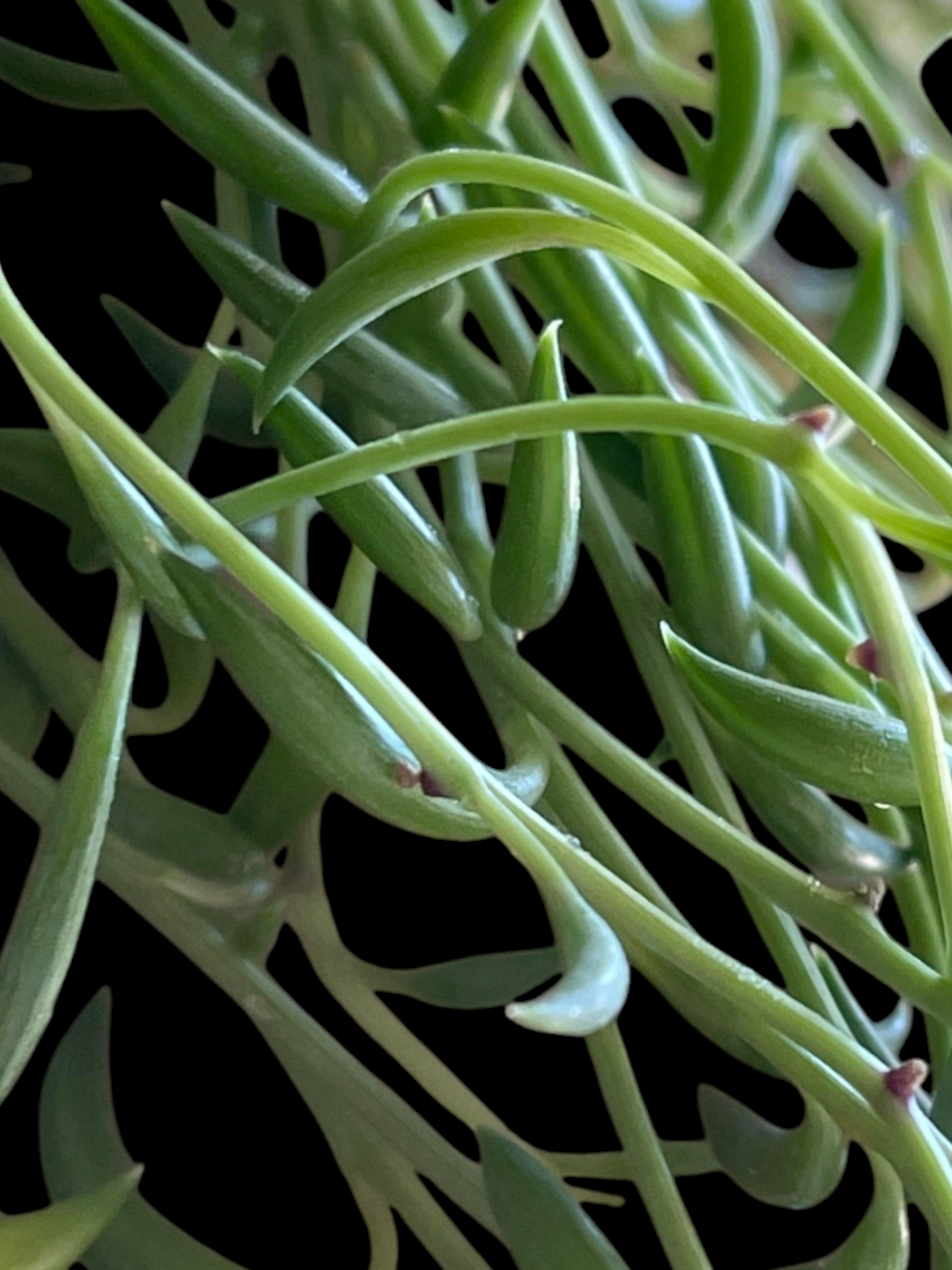 String of Bananas