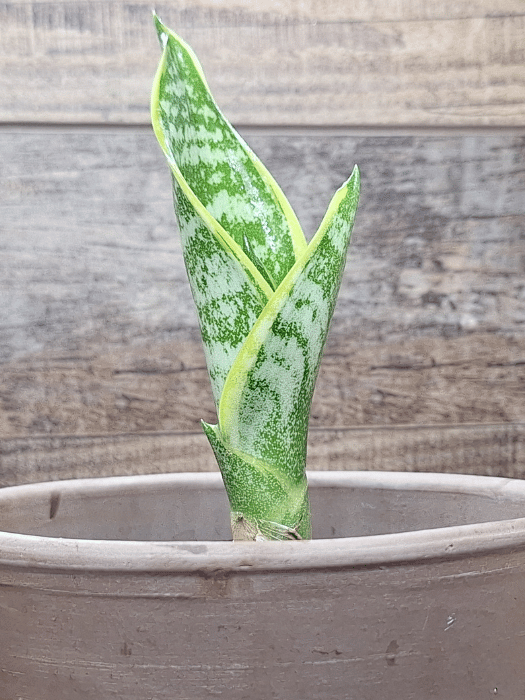 Snake Plant (Sansevieria) - Air Purifying Houseplant with Easy Care  Zen  Johnny's Plant Shop | Unique Succulents, Cacti & Decorative Pots for Your  Home