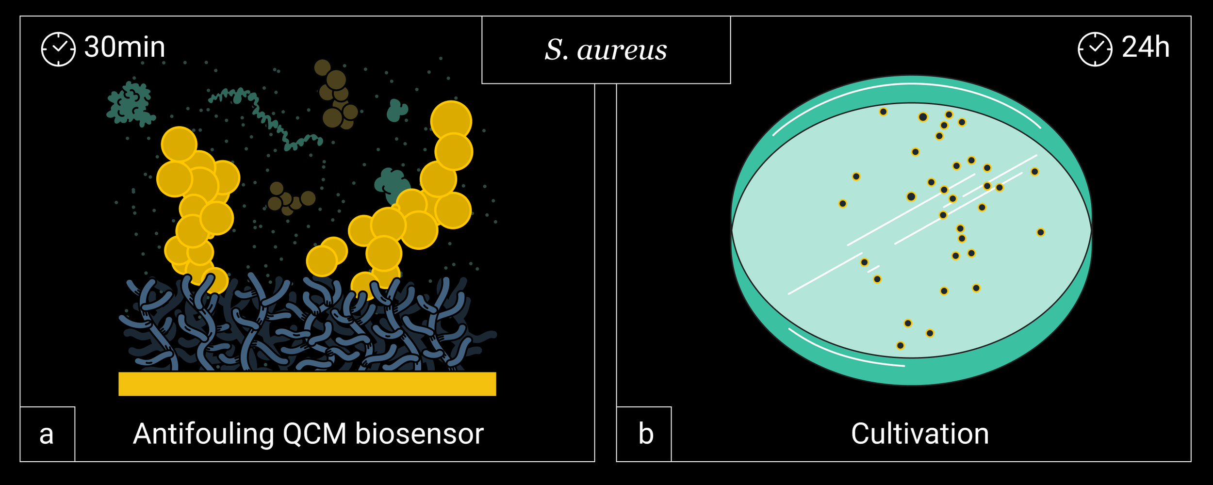 S.aureus TOC.png